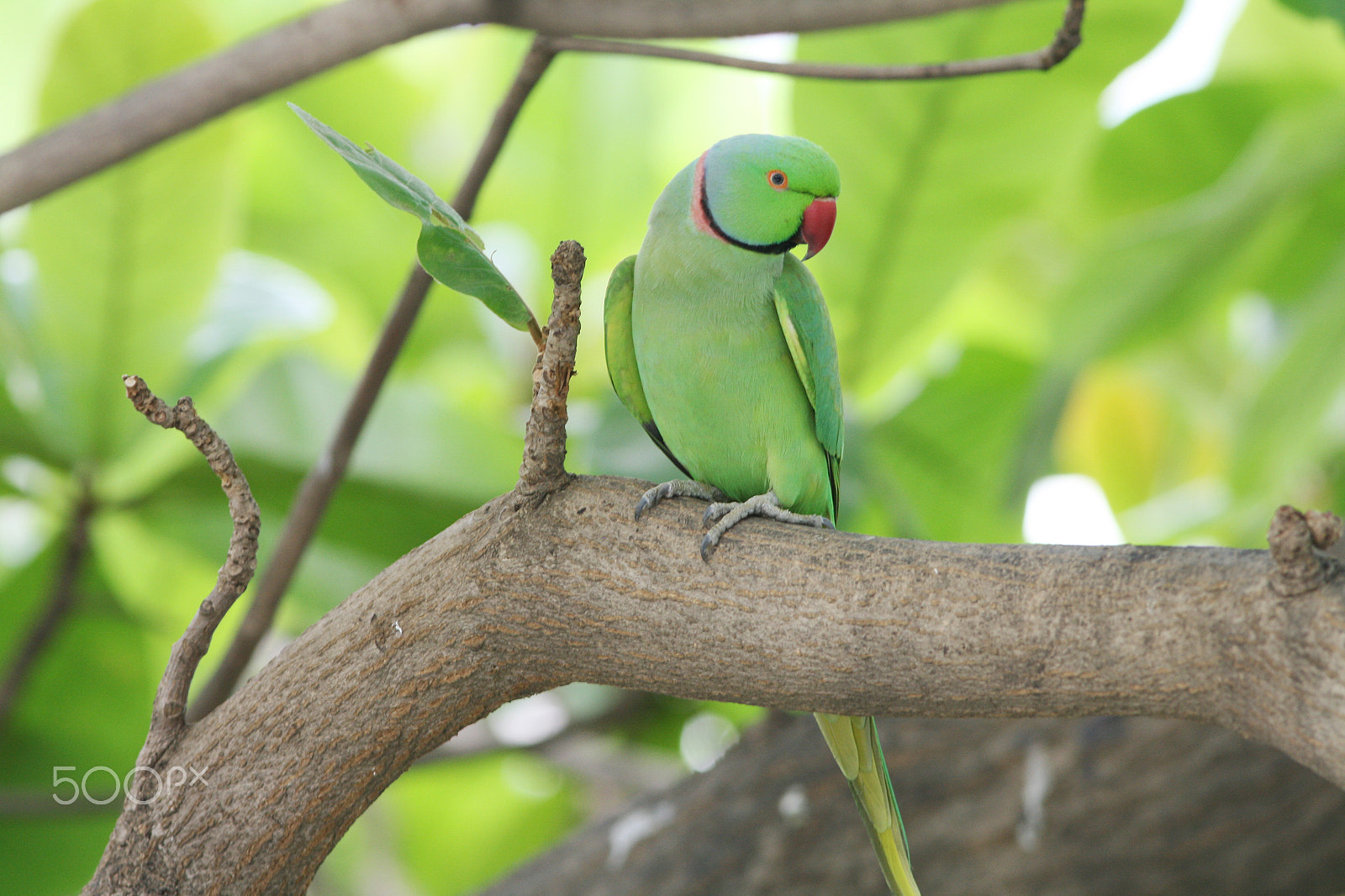 Canon EF 300mm F4L IS USM sample photo. Rose ringed parakeet photography