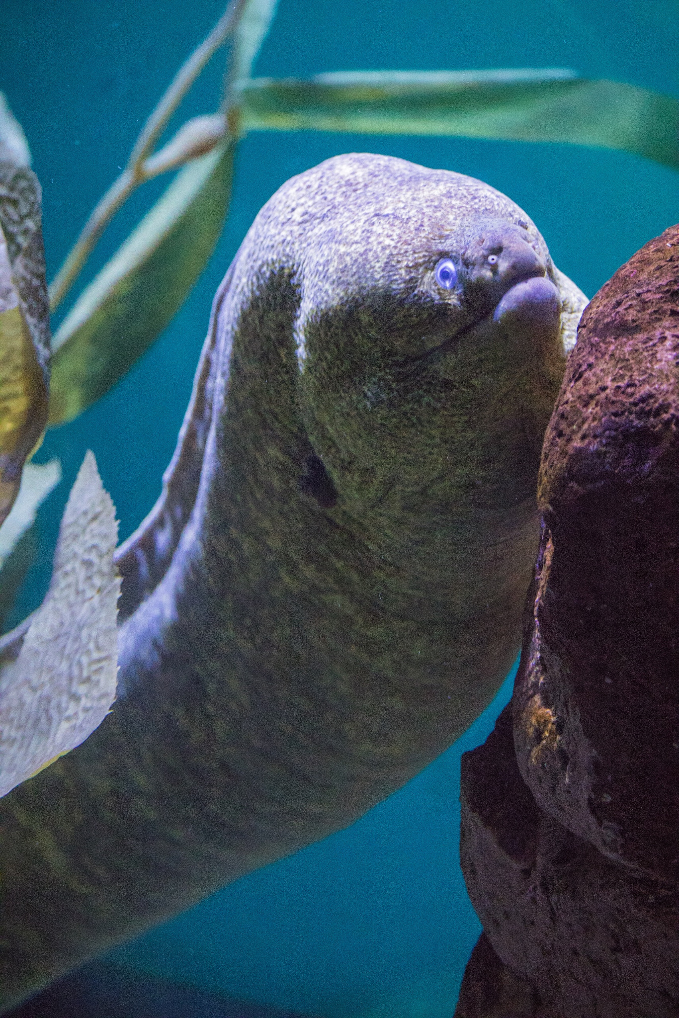 Canon EF-S 55-250mm F4-5.6 IS STM sample photo. Morey swimming on display at the aquarium photography