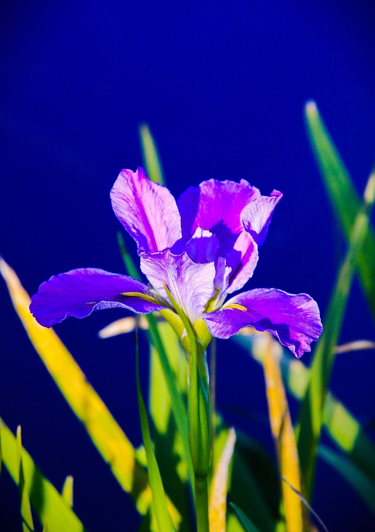 Canon 18-200mm sample photo. Purple photography