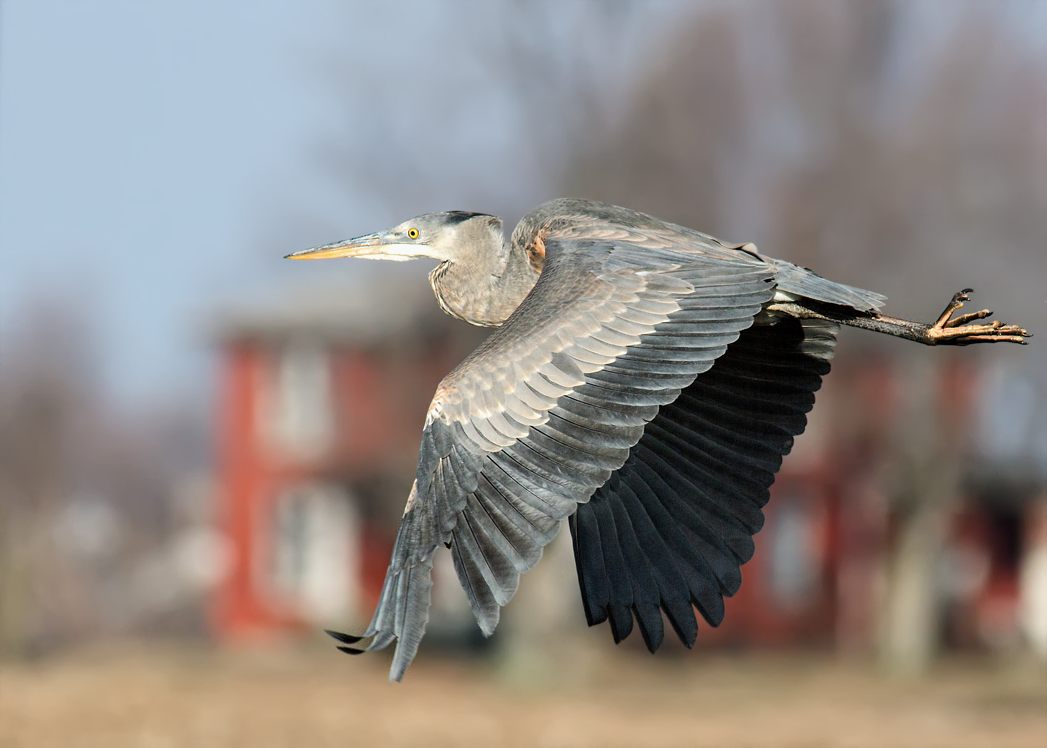 Sigma 150-500mm F5-6.3 DG OS HSM sample photo. Blue heron photography