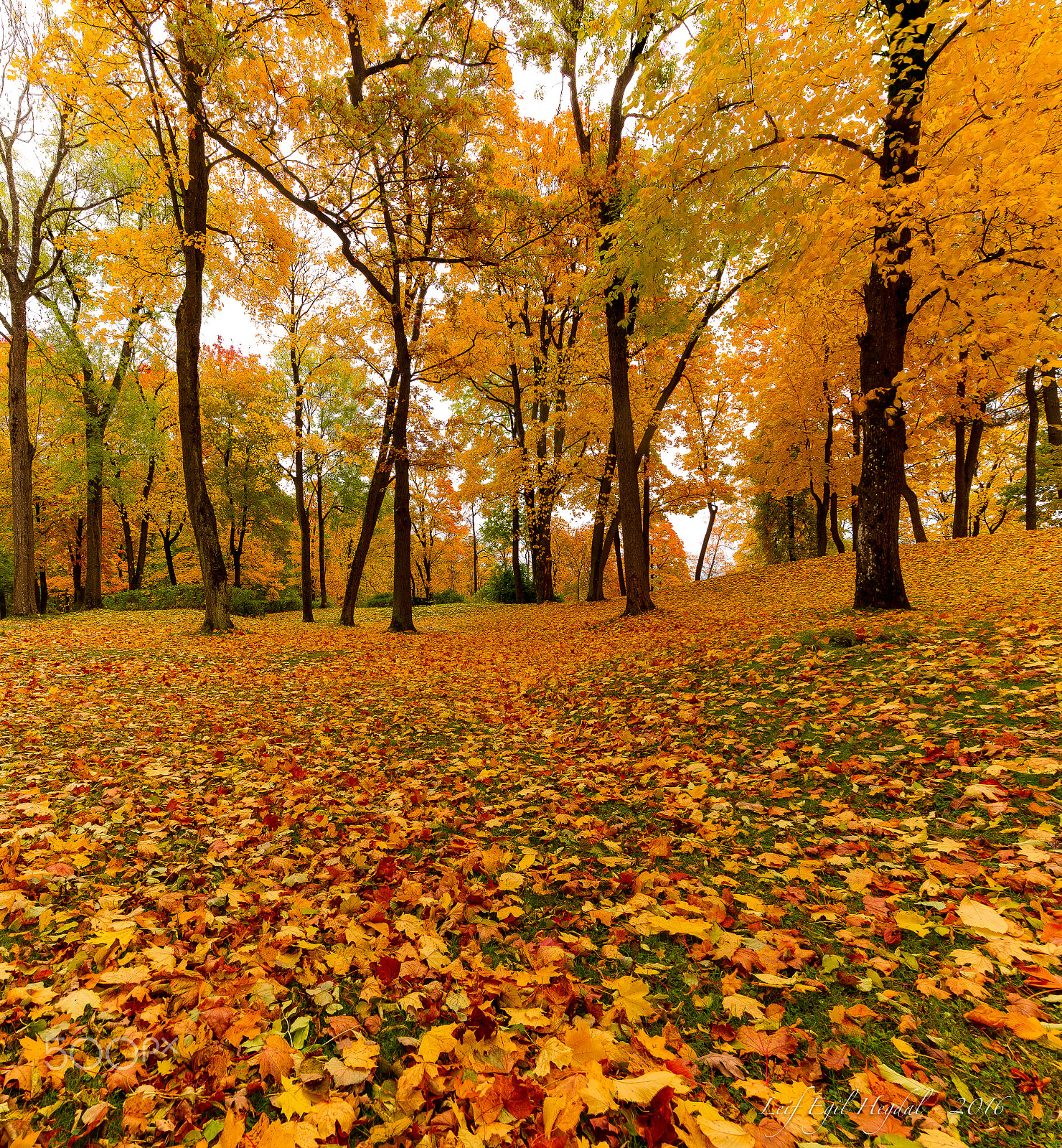 Canon EOS-1D Mark IV sample photo. Fall photography