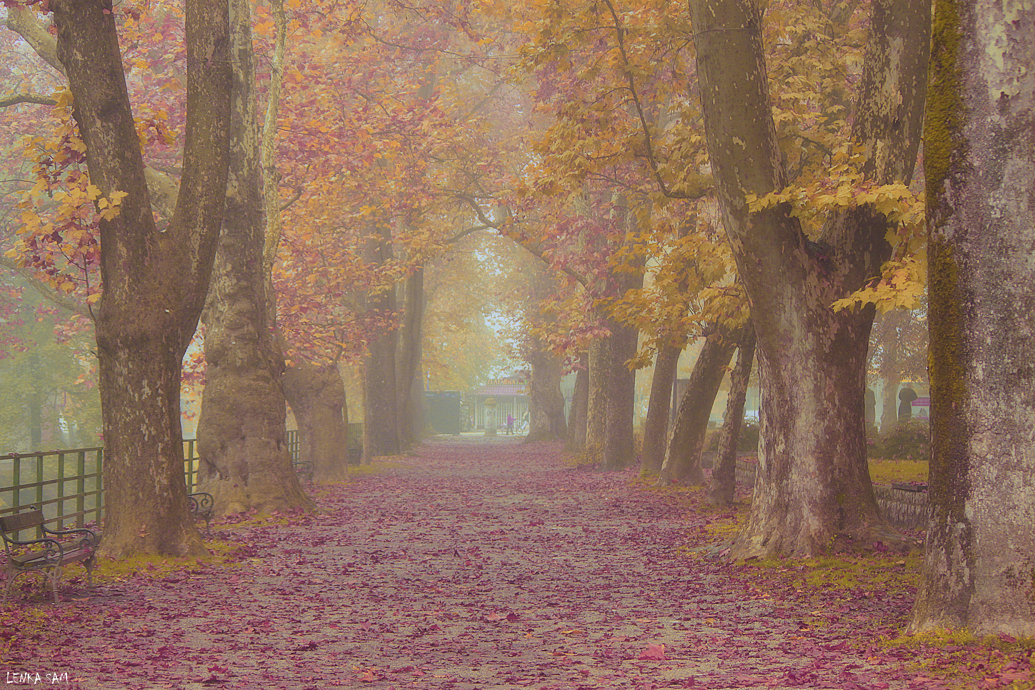 Canon EOS 500D (EOS Rebel T1i / EOS Kiss X3) sample photo. Autumn dreams photography