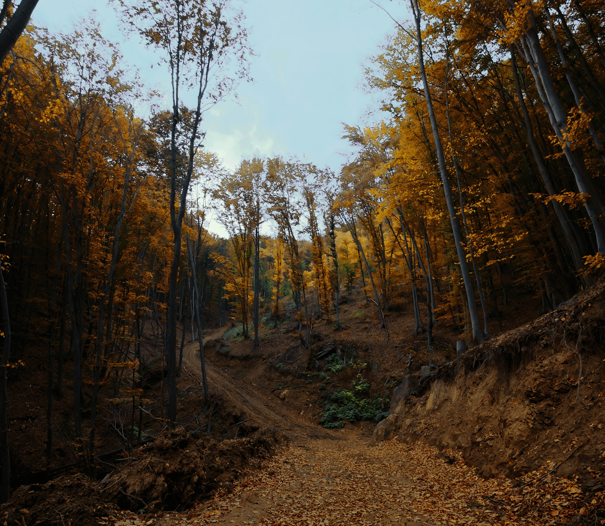 Fujifilm X-T10 + Fujifilm XF 16-55mm F2.8 R LM WR sample photo. Hidden autumn photography