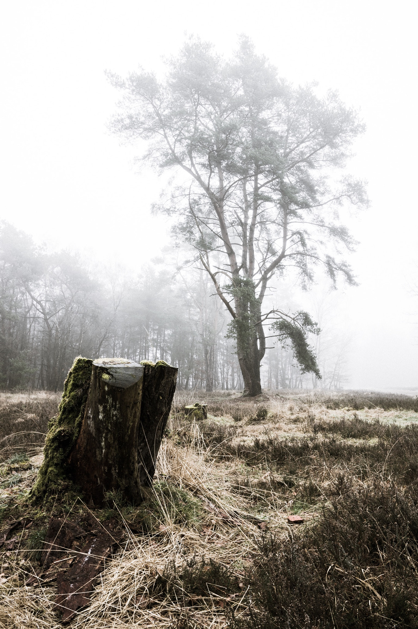 Pentax K-3 II sample photo. Misty moors photography
