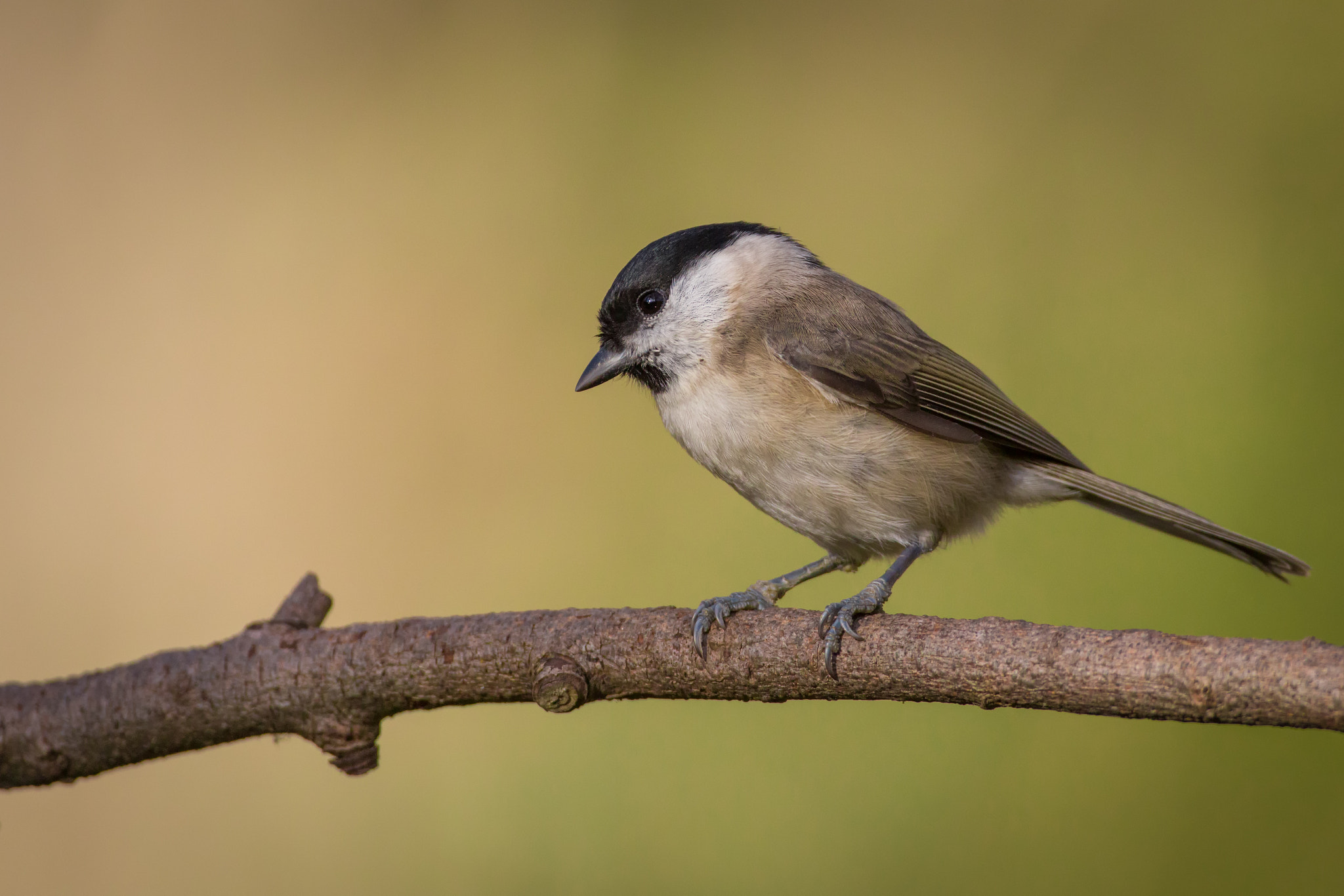Canon EF 500mm F4L IS USM sample photo. Looking at you photography