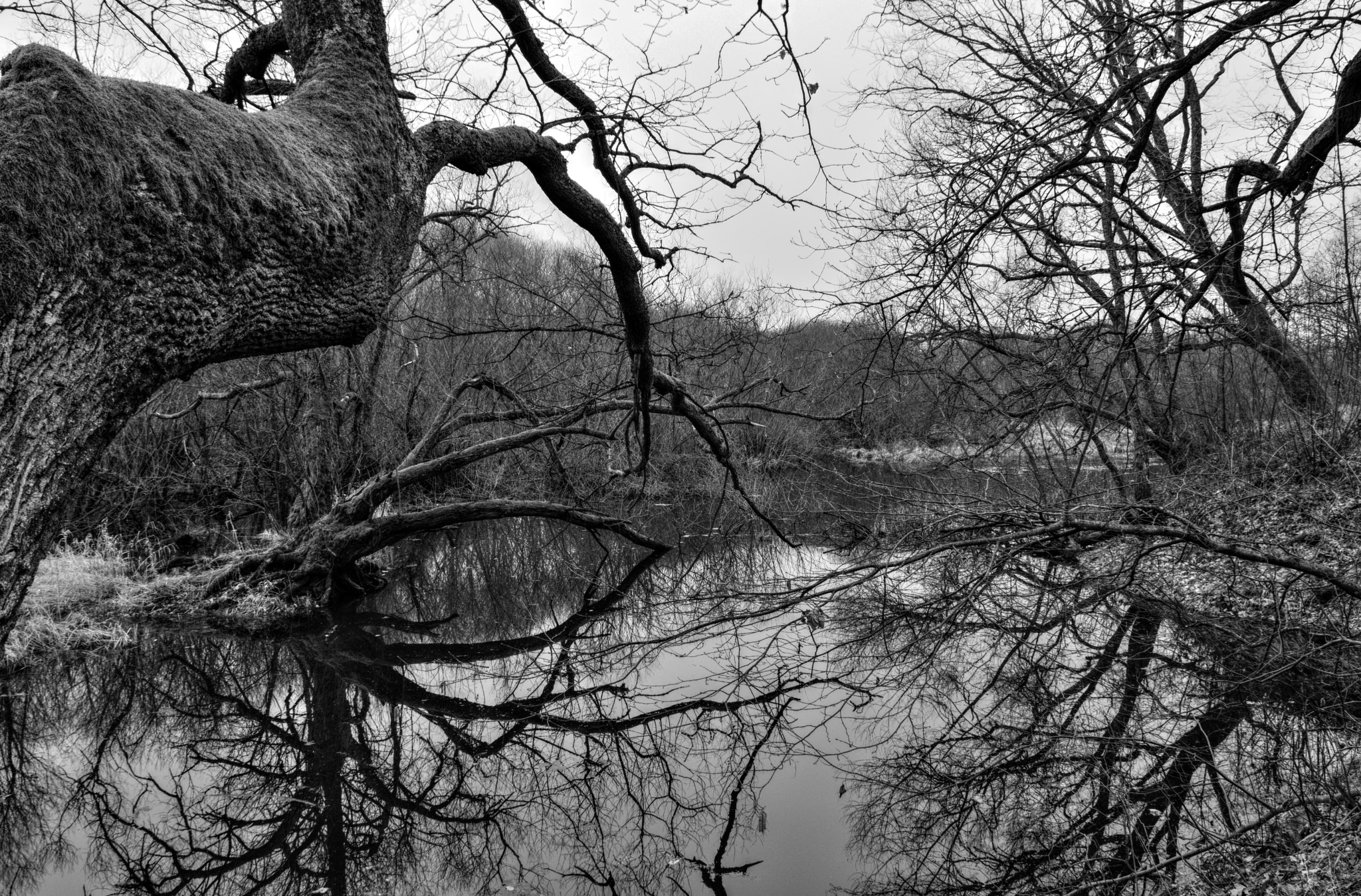 Nikon D3200 + 18.00 - 55.00 mm f/3.5 - 5.6 sample photo. Swamp photography