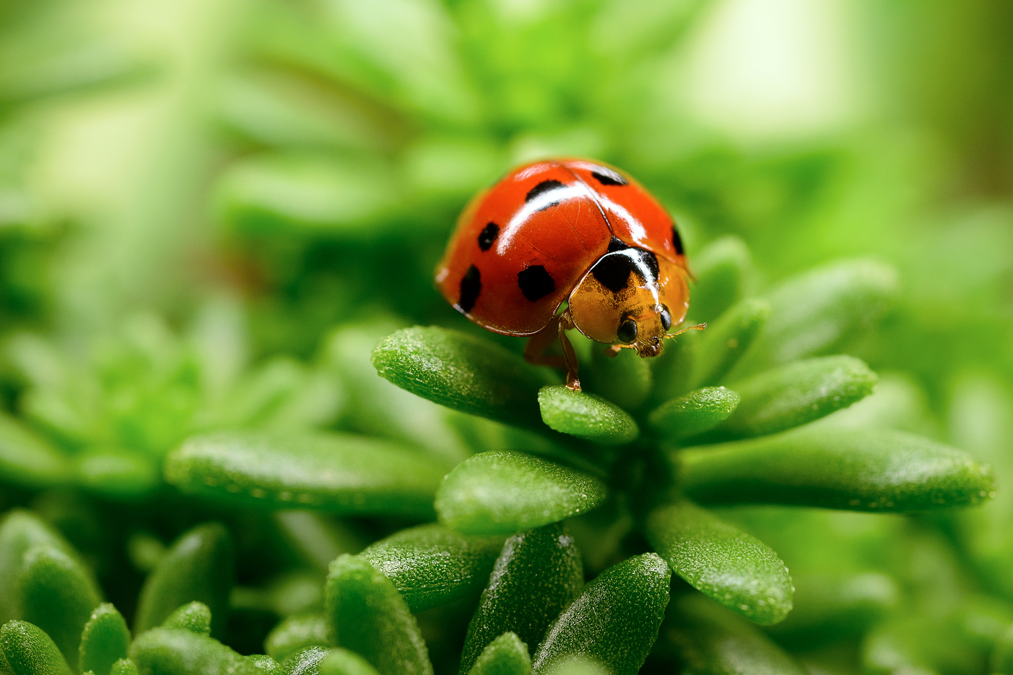 Nikon D800 + Nikon AF Micro-Nikkor 60mm F2.8D sample photo. Ladybug photography