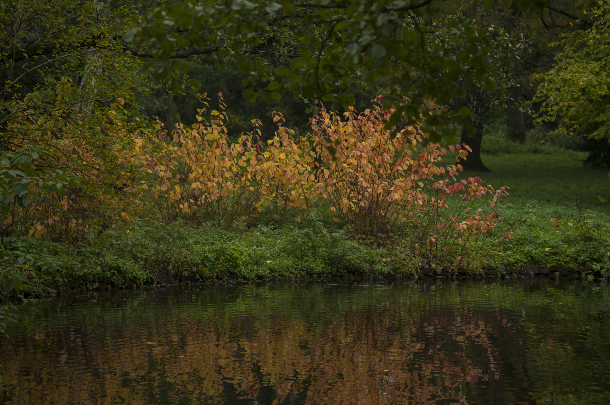 Nikon AF-S Micro-Nikkor 60mm F2.8G ED sample photo. Reflection photography