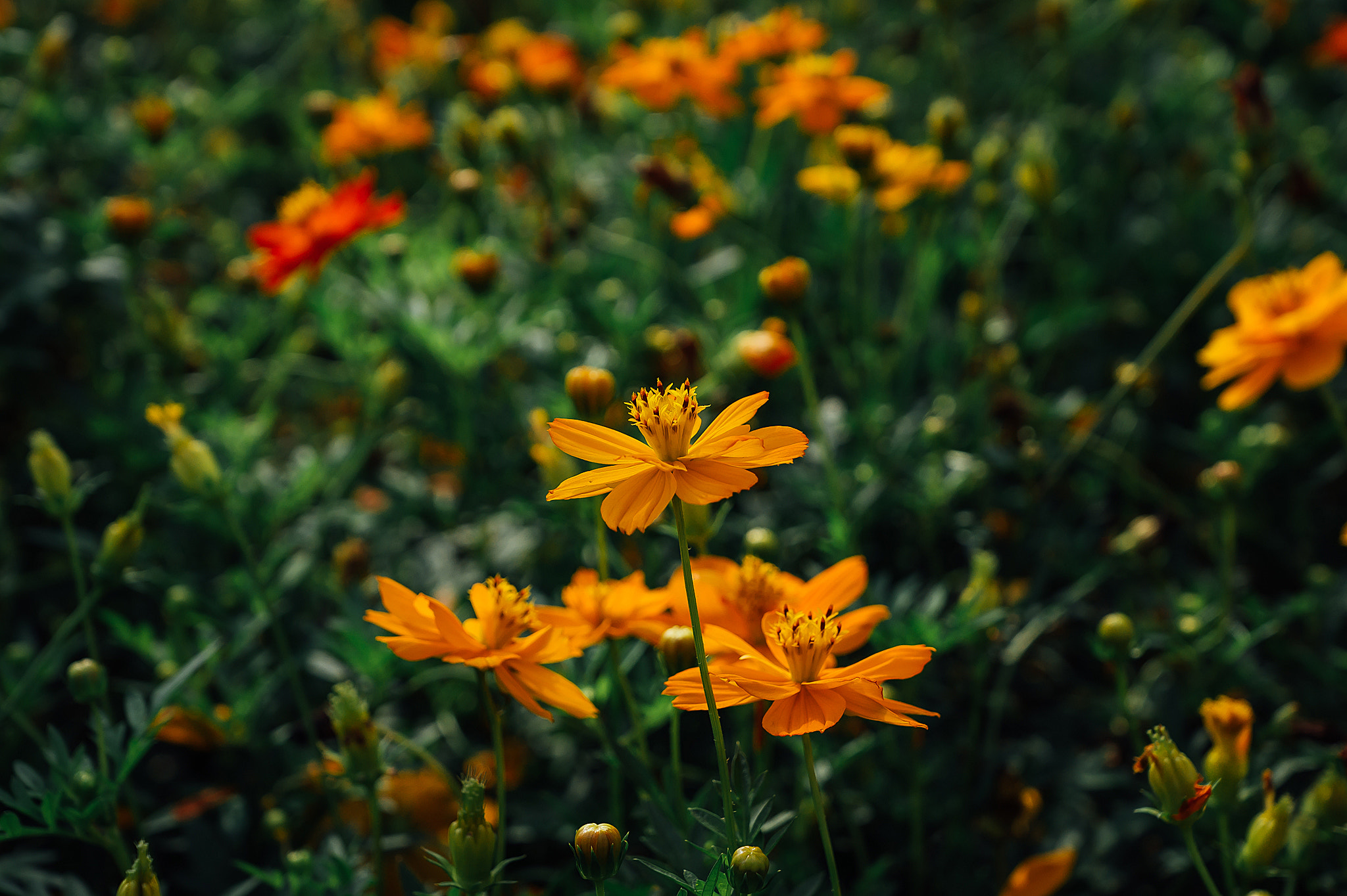 Sony SLT-A57 + Sony DT 16-50mm F2.8 SSM sample photo. Tet binh than () photography