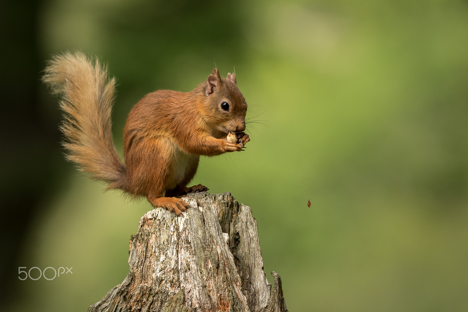 Canon EF 300mm F2.8L IS II USM sample photo. Red squirrel photography