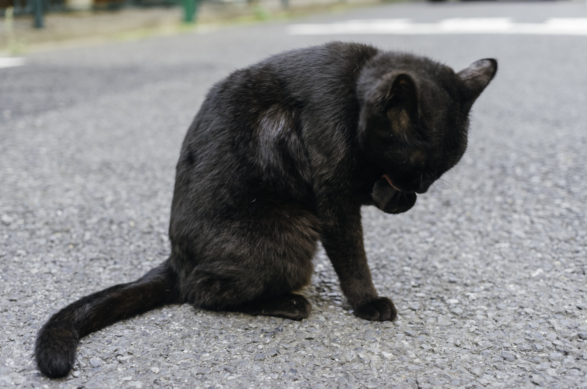 Ricoh GXR A12 sample photo. Grooming, tokyo photography