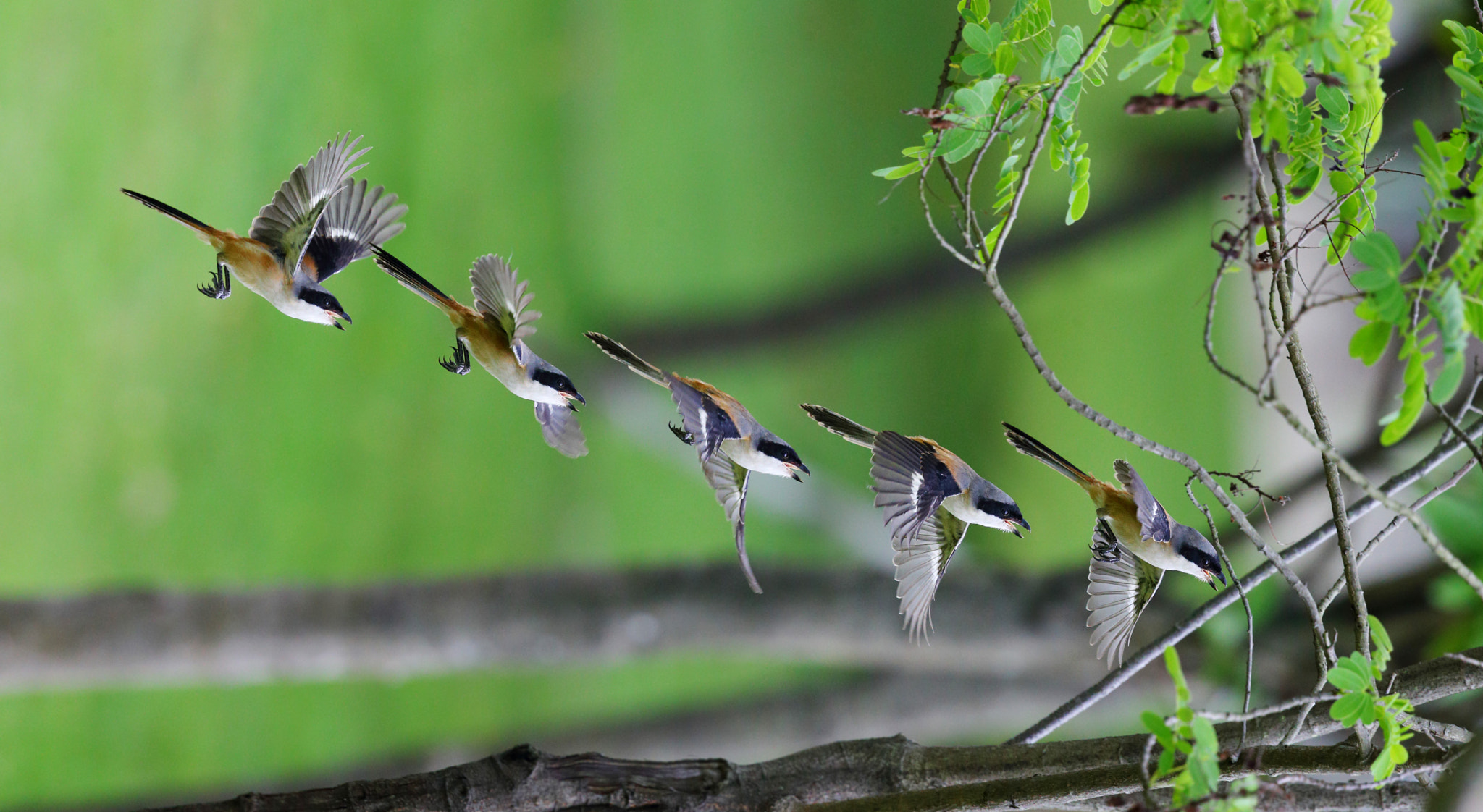 Canon EF 300mm F2.8L IS II USM sample photo. Shrike to fly into a tree photography