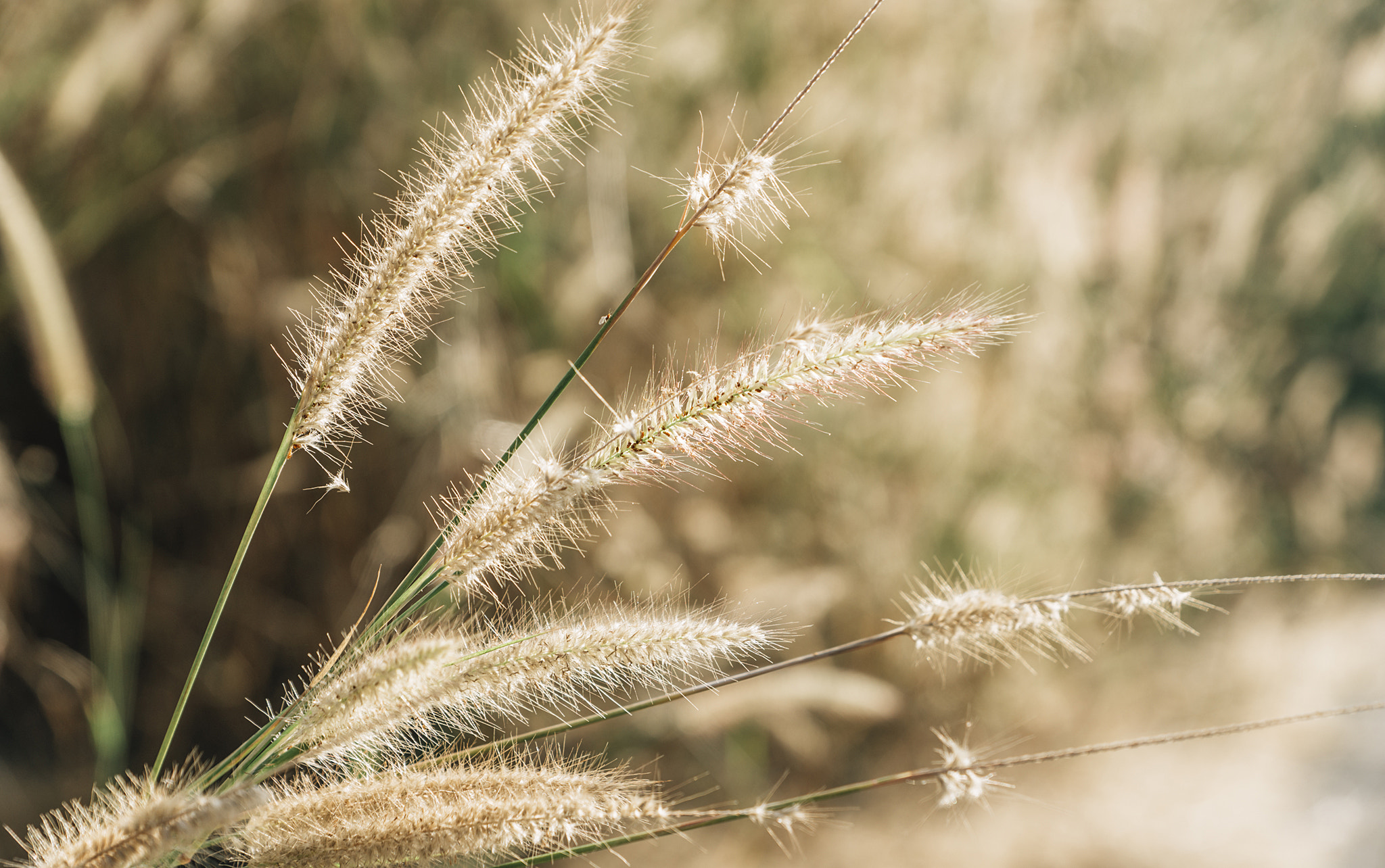 Sony SLT-A57 + Sony DT 16-50mm F2.8 SSM sample photo. Thien kieu () photography