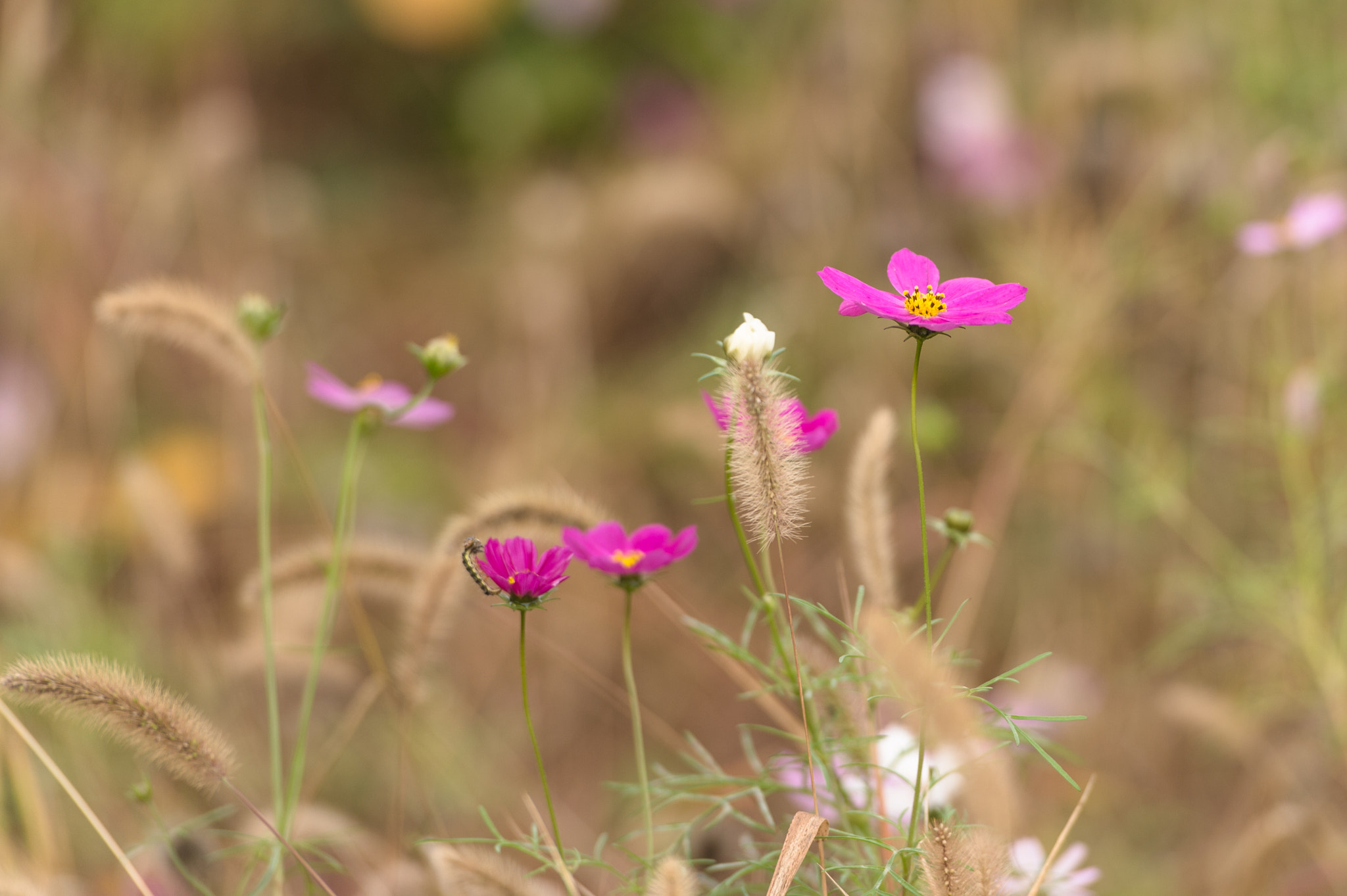 Nikon Df sample photo. Galsang flower photography