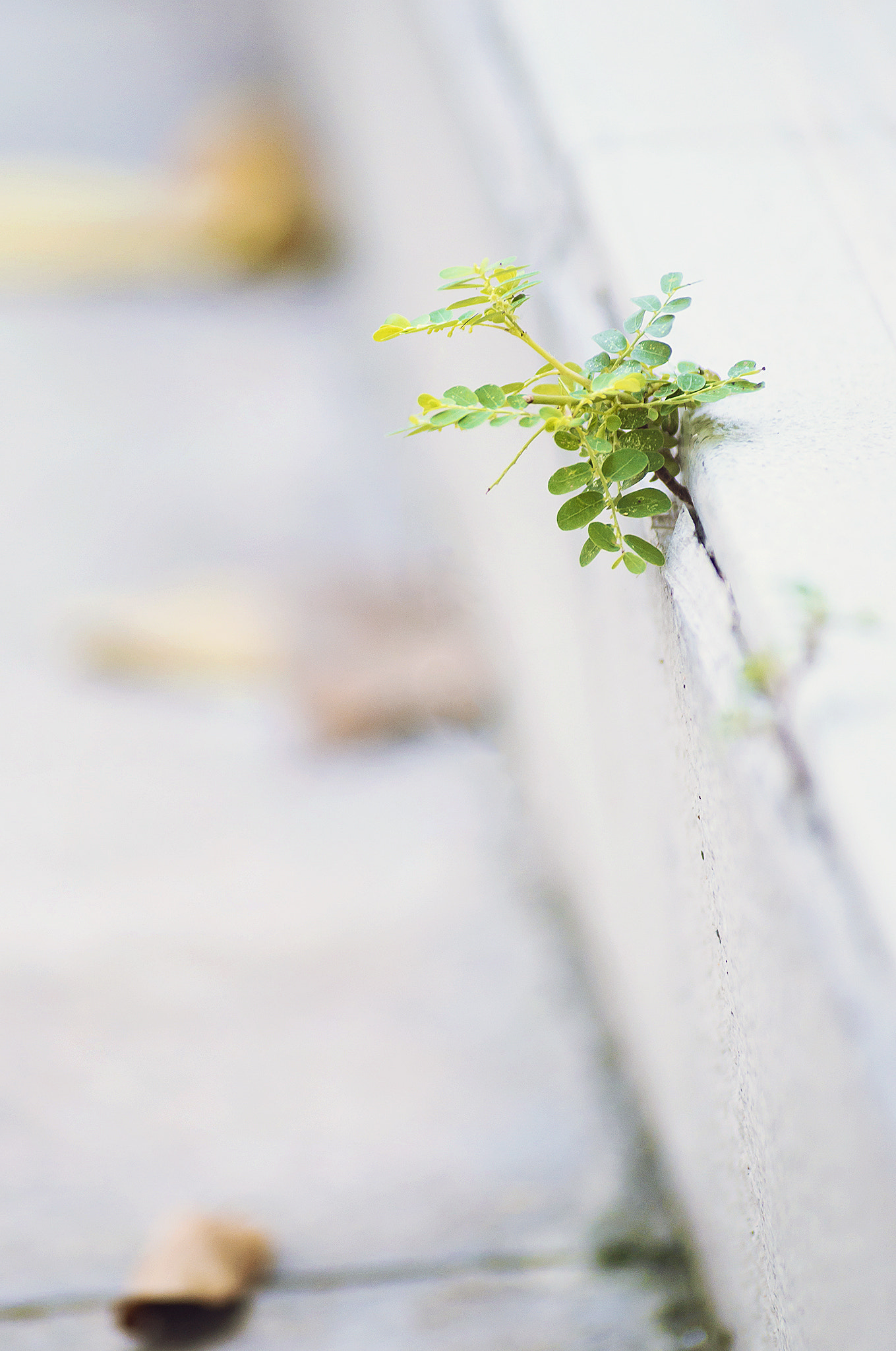 Sony DT 55-200mm F4-5.6 SAM sample photo. Thuy () photography