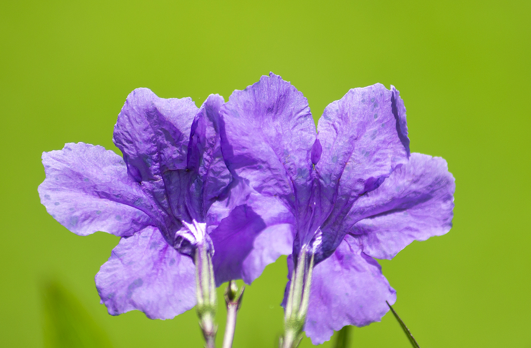Sony DT 55-200mm F4-5.6 SAM sample photo. Thuy () photography