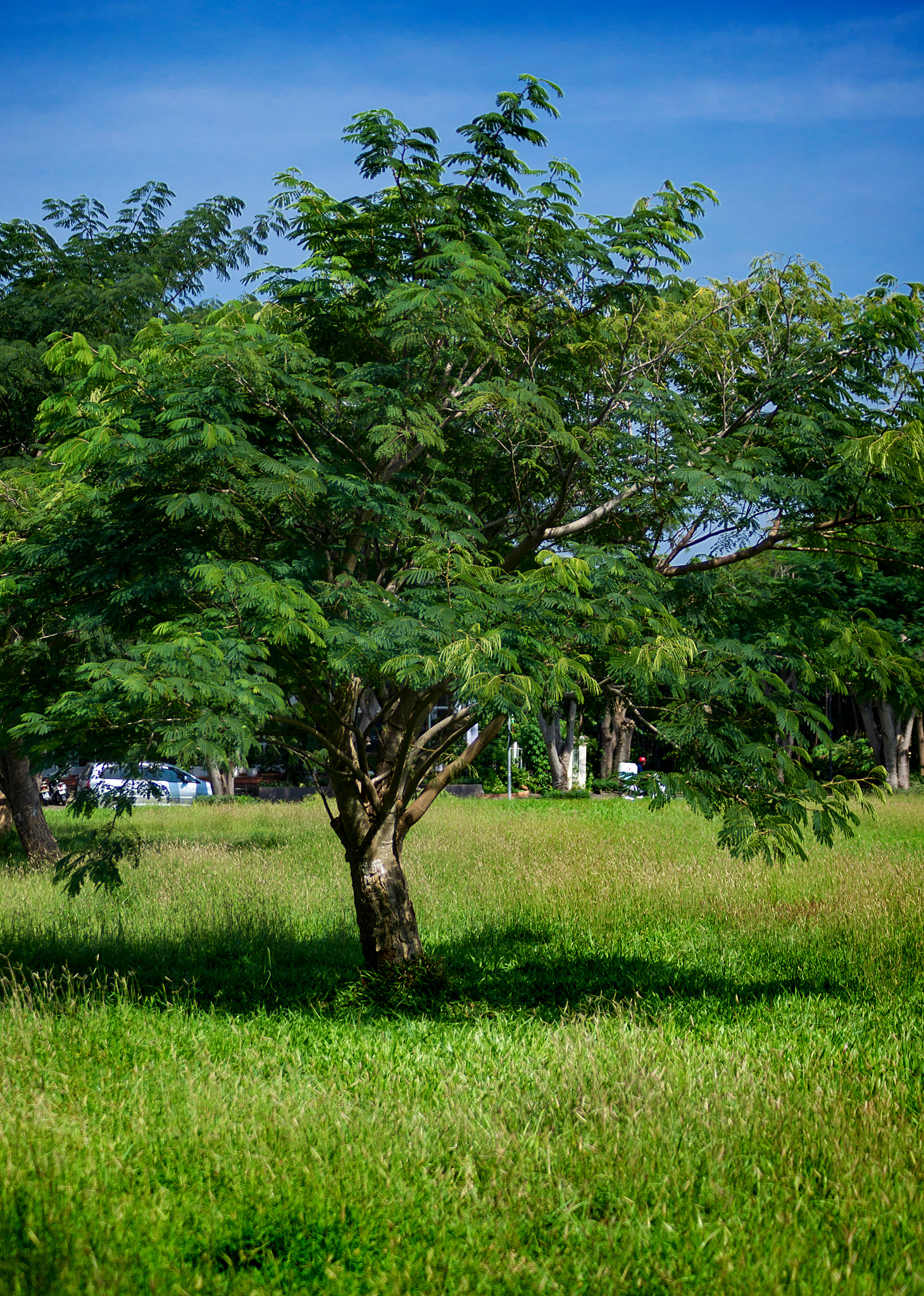 Sony DT 55-200mm F4-5.6 SAM sample photo. Thuy () photography