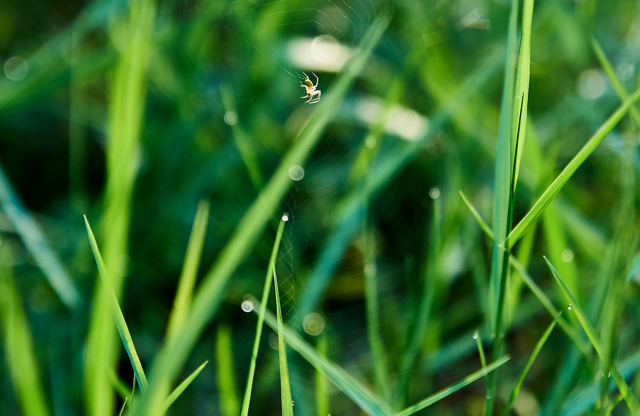 Sony SLT-A57 + Sony DT 16-50mm F2.8 SSM sample photo. Tien giang cai lay () photography