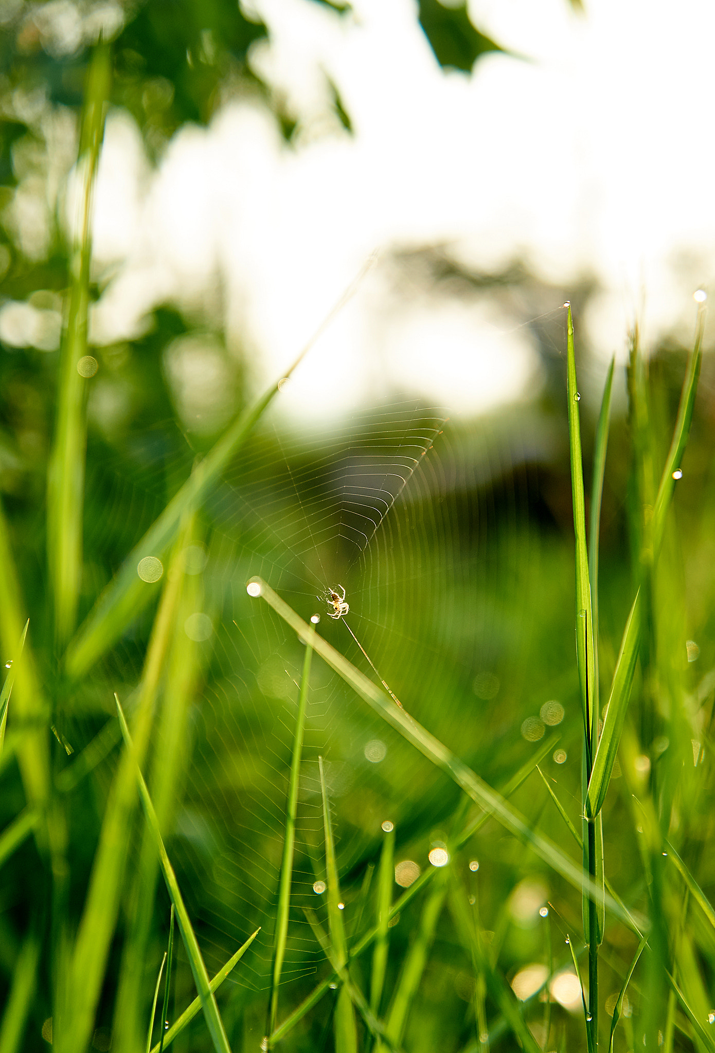 Sony SLT-A57 + Sony DT 16-50mm F2.8 SSM sample photo. Tien giang cai lay () photography