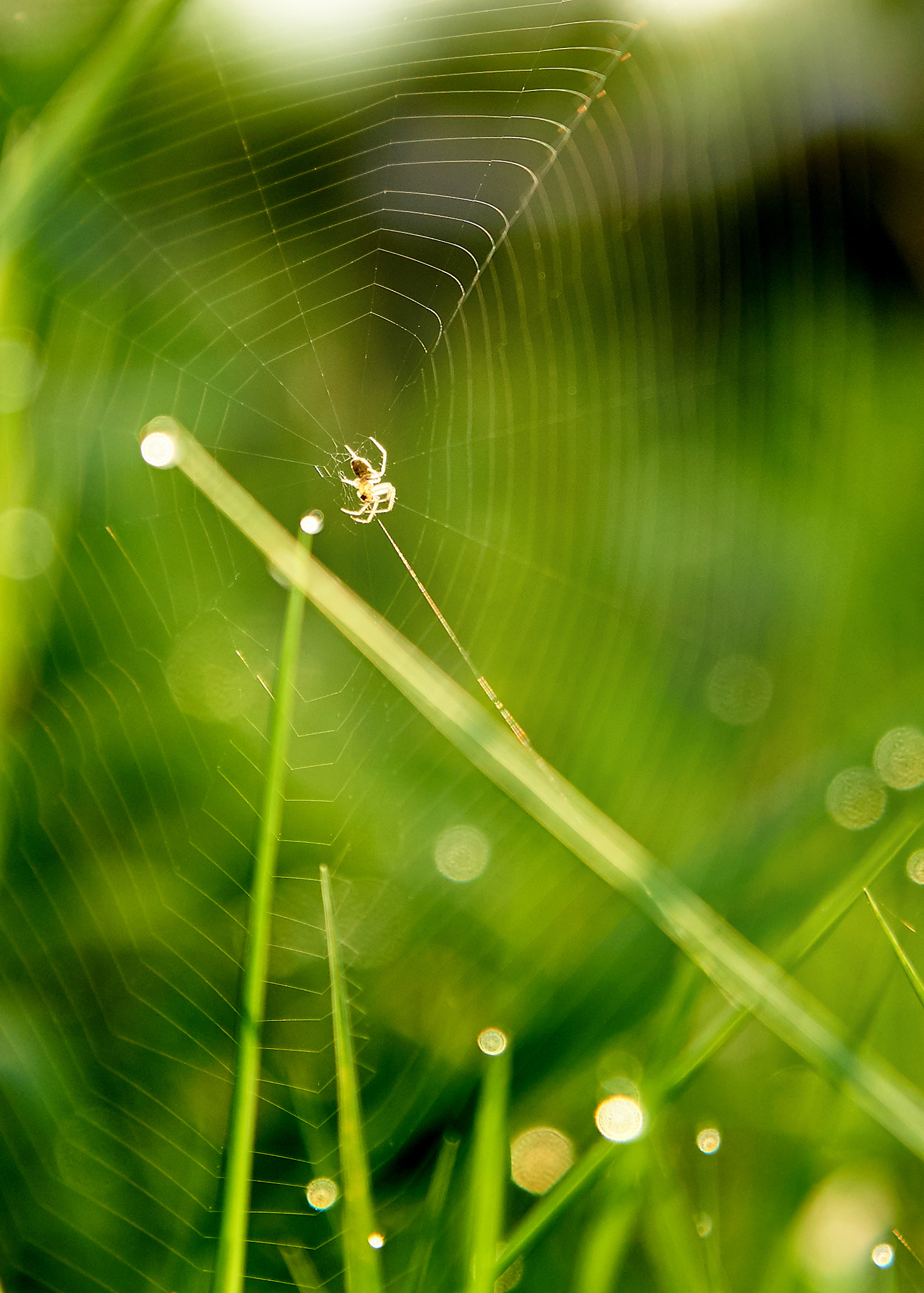 Sony SLT-A57 + Sony DT 16-50mm F2.8 SSM sample photo. Tien giang cai lay () photography