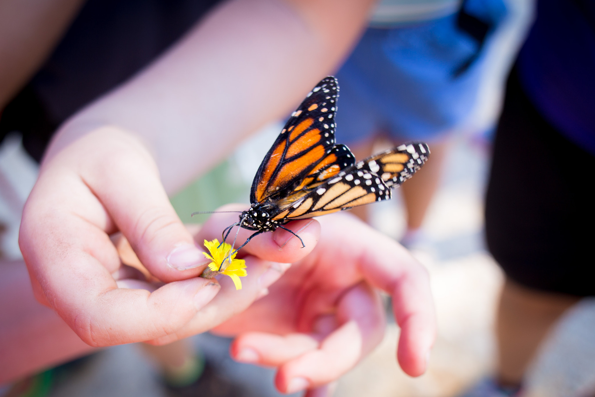 Canon EF 24mm F2.8 IS USM sample photo. Mariposa y niños photography