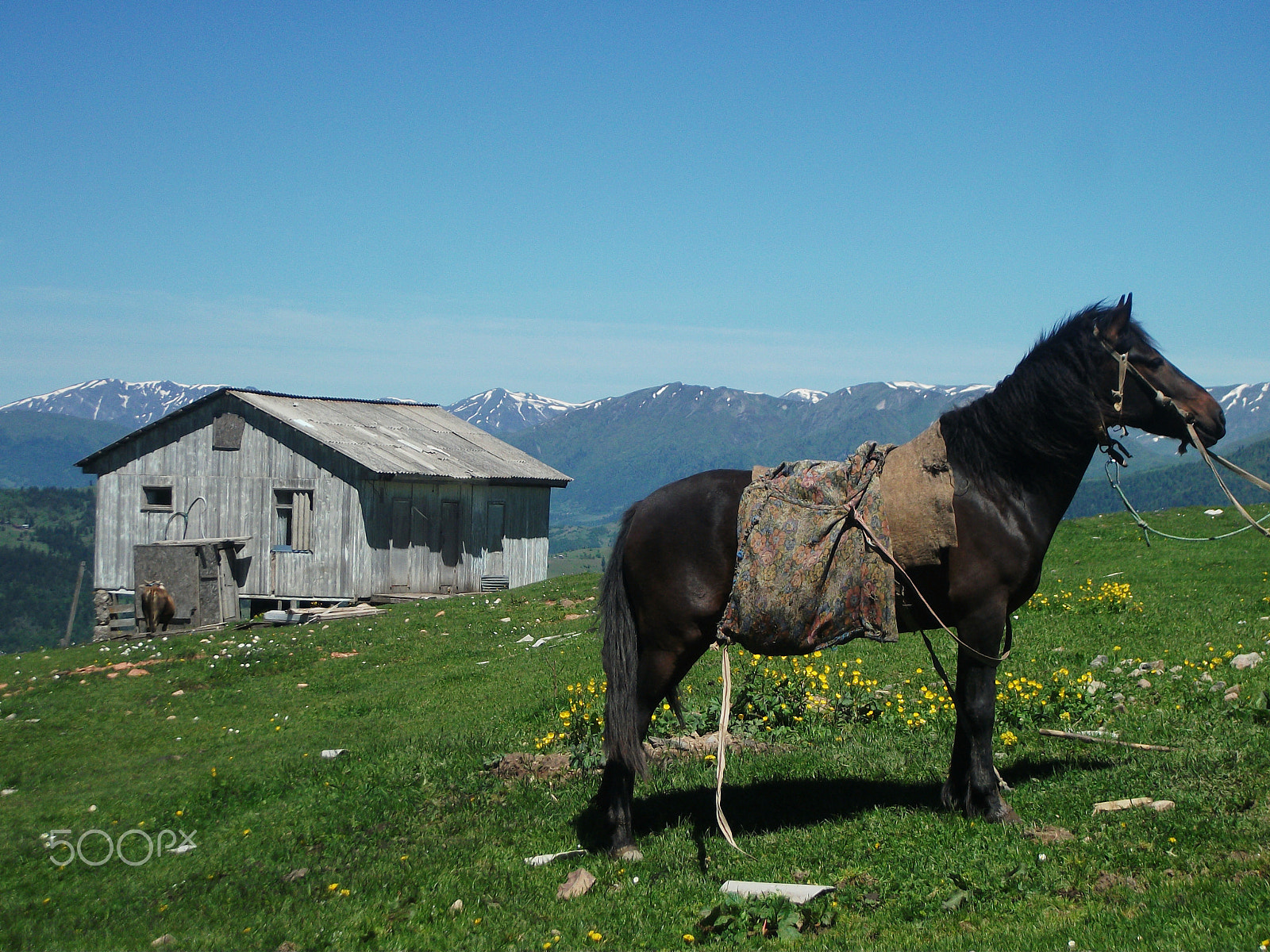 Fujifilm FinePix AV100 sample photo. Horse amongs mountains photography