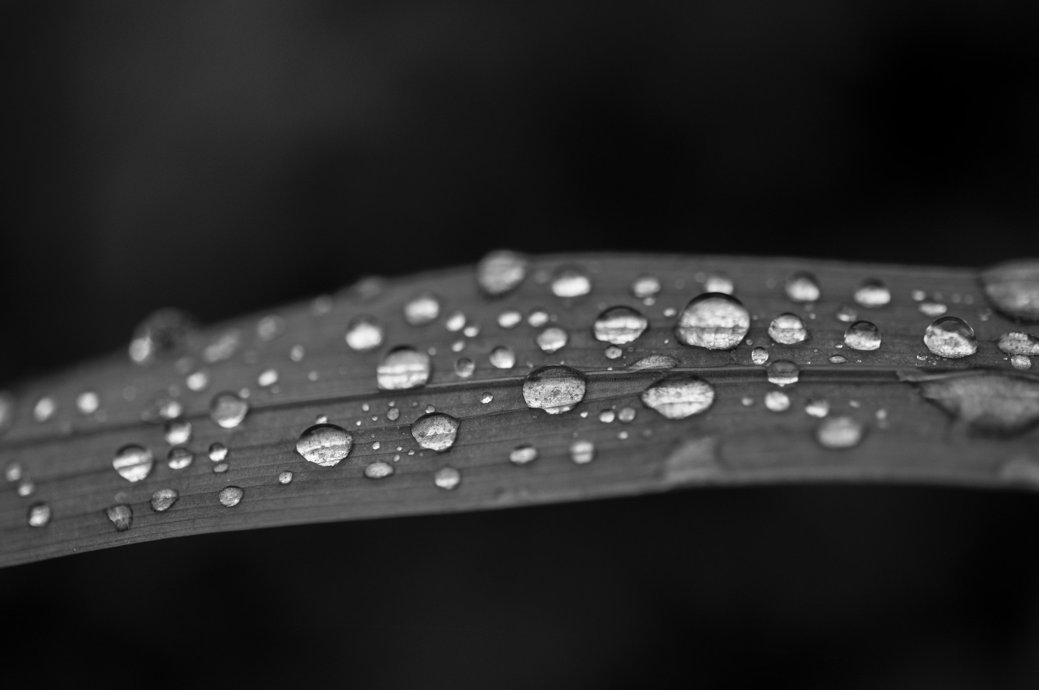 Nikon AF-S Micro-Nikkor 60mm F2.8G ED sample photo