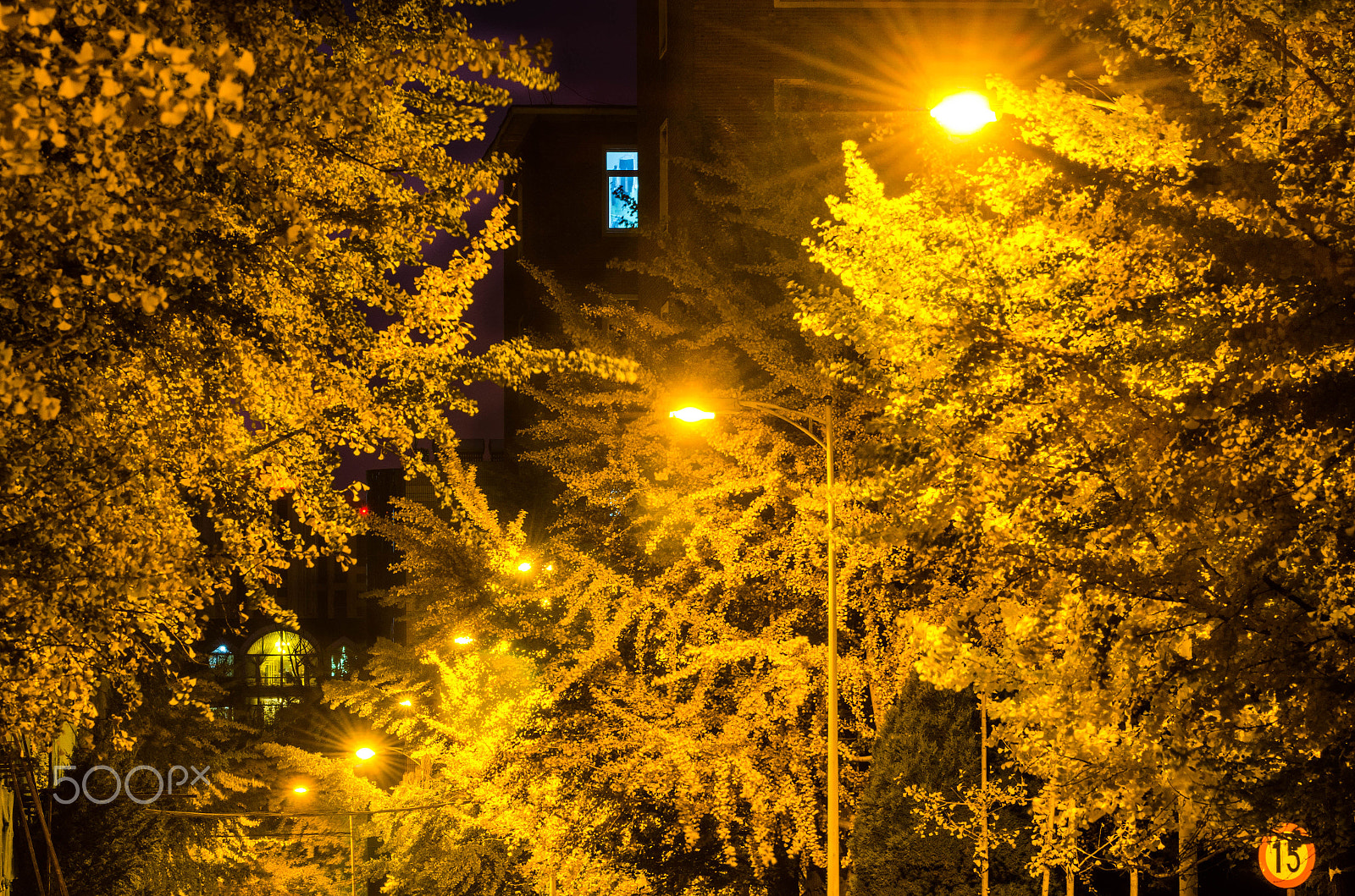 Nikon D7000 + AF-S Zoom-Nikkor 80-200mm f/2.8D IF-ED sample photo. Ginkgo tree in night photography