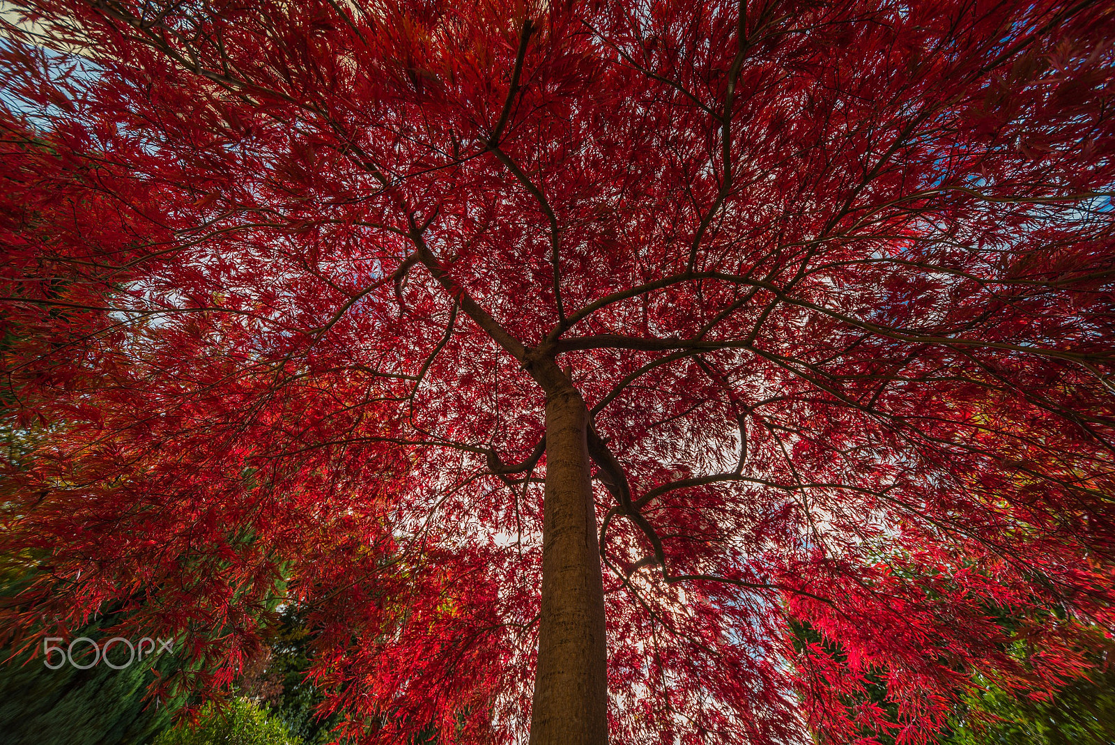 Nikon D800 sample photo. Autumn photography