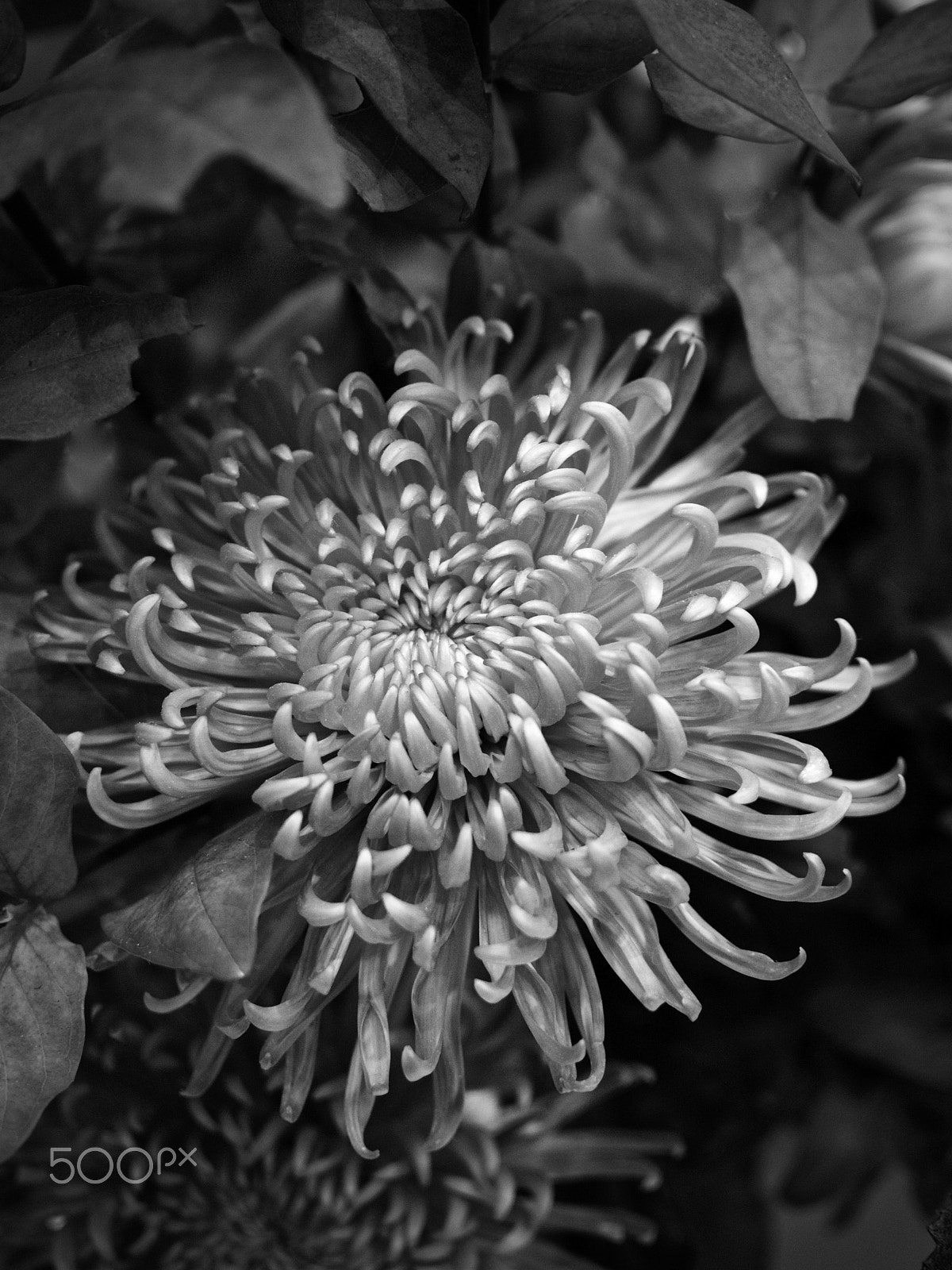 Nikon 1 J2 + Nikon 1 Nikkor 18.5mm F1.8 sample photo. Chrysanthemum photography