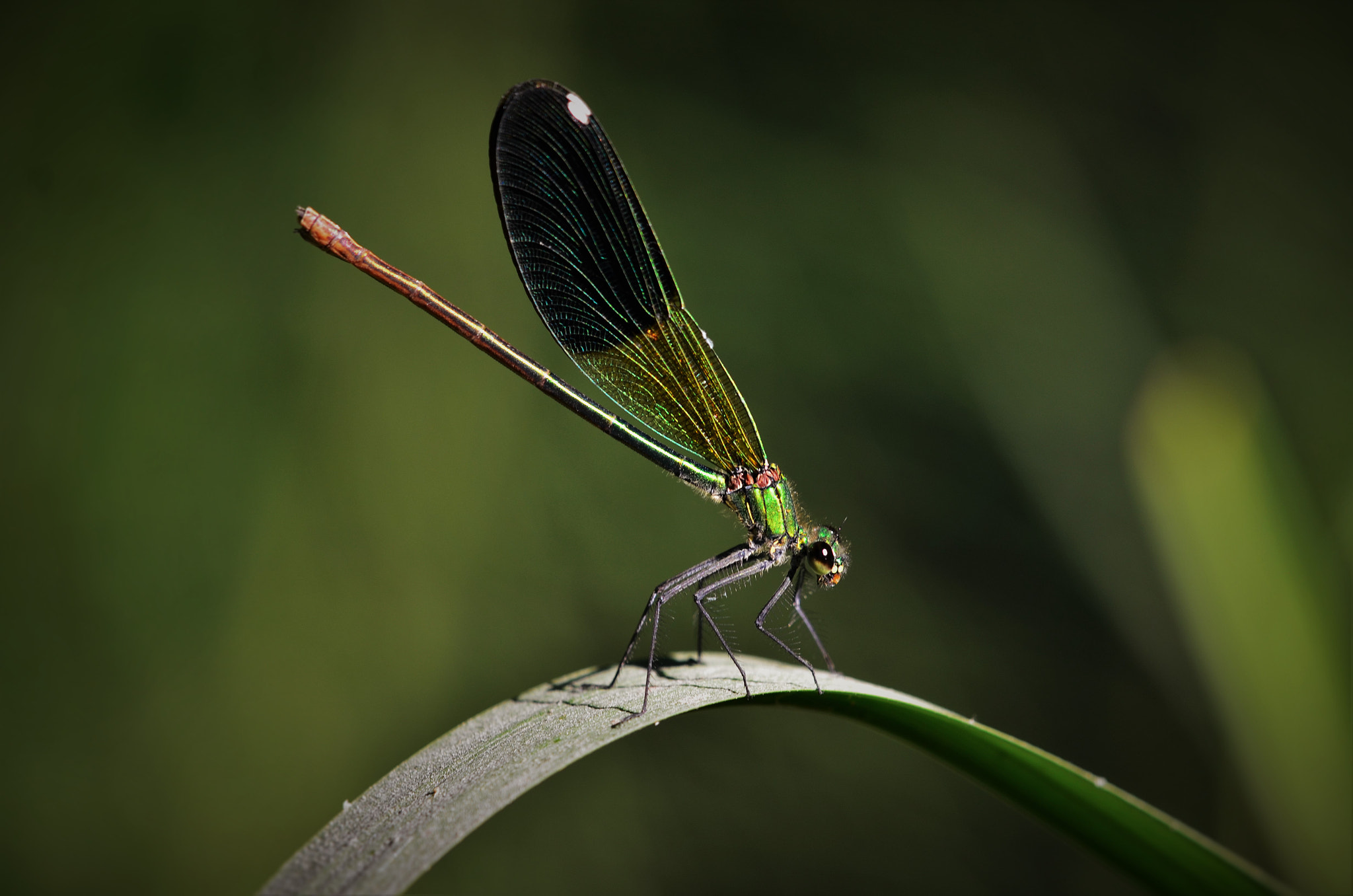 Sigma 150mm F2.8 EX DG Macro HSM sample photo. Pervane photography