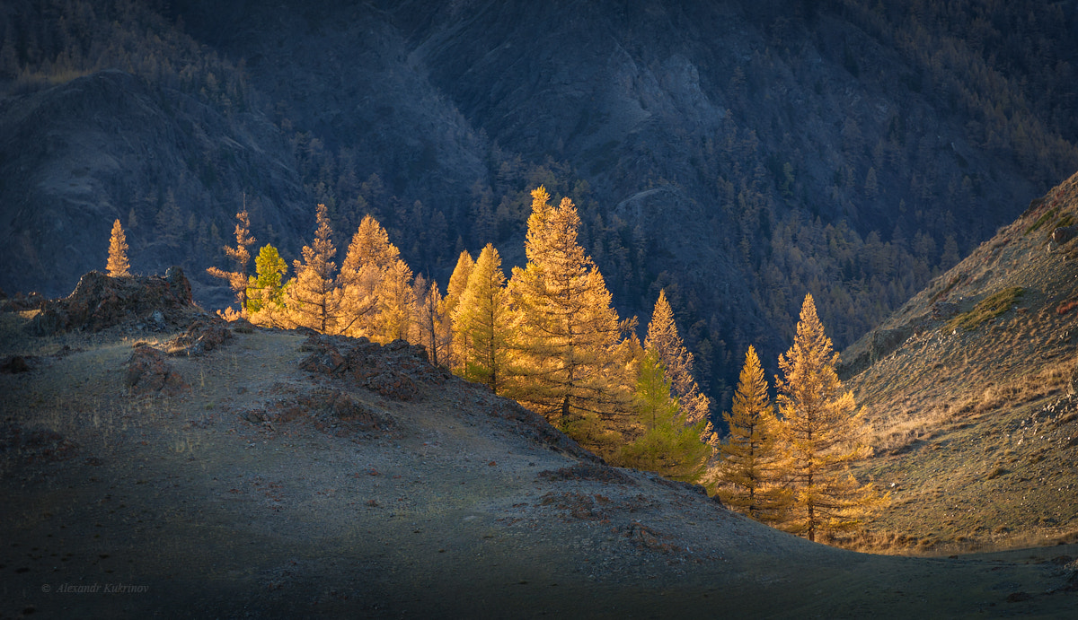 Nikon D3S sample photo. Altay autumn... photography