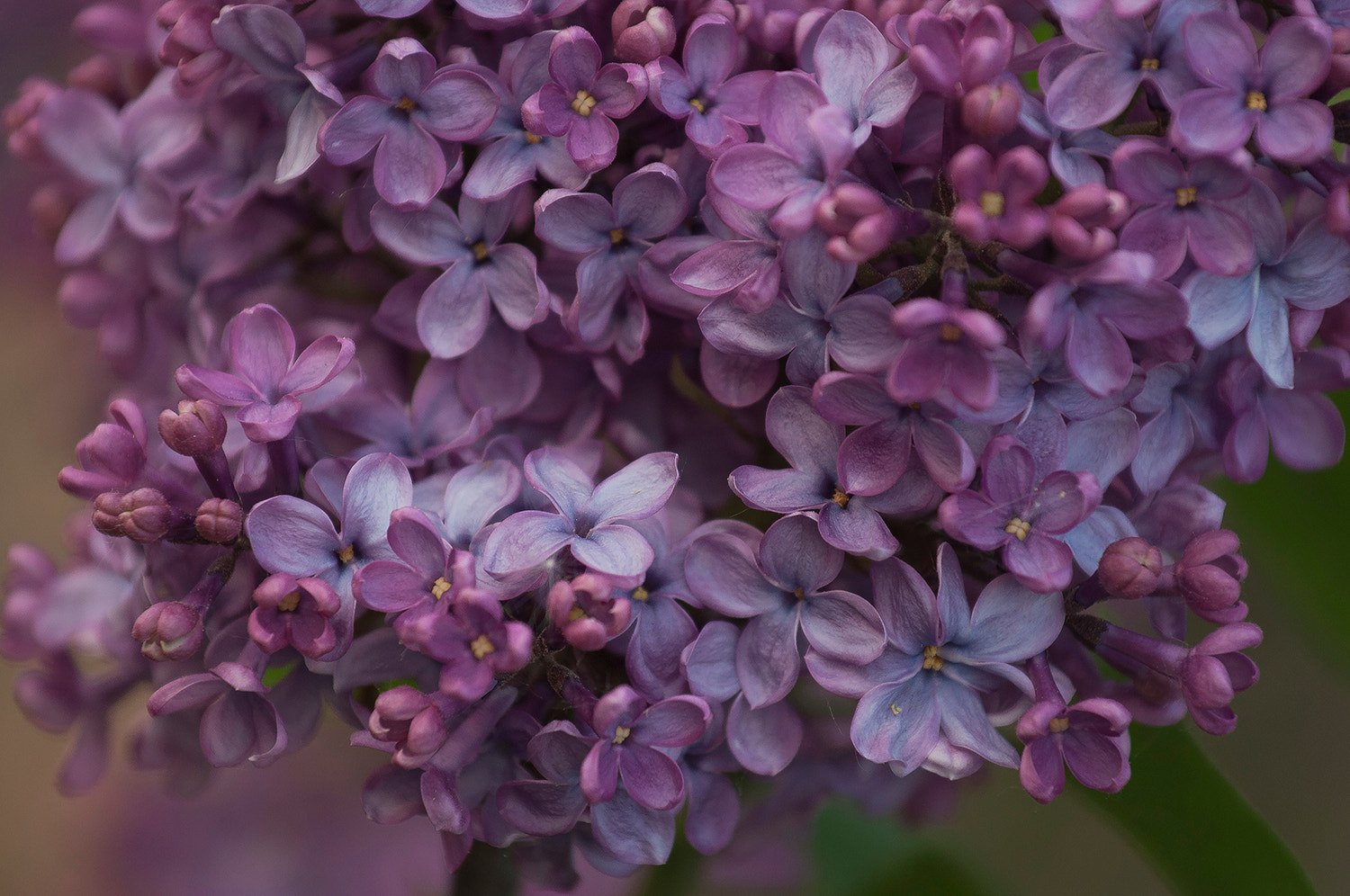Nikon AF-S Nikkor 70-200mm F4G ED VR sample photo. Сирень сиренево цветёт... photography