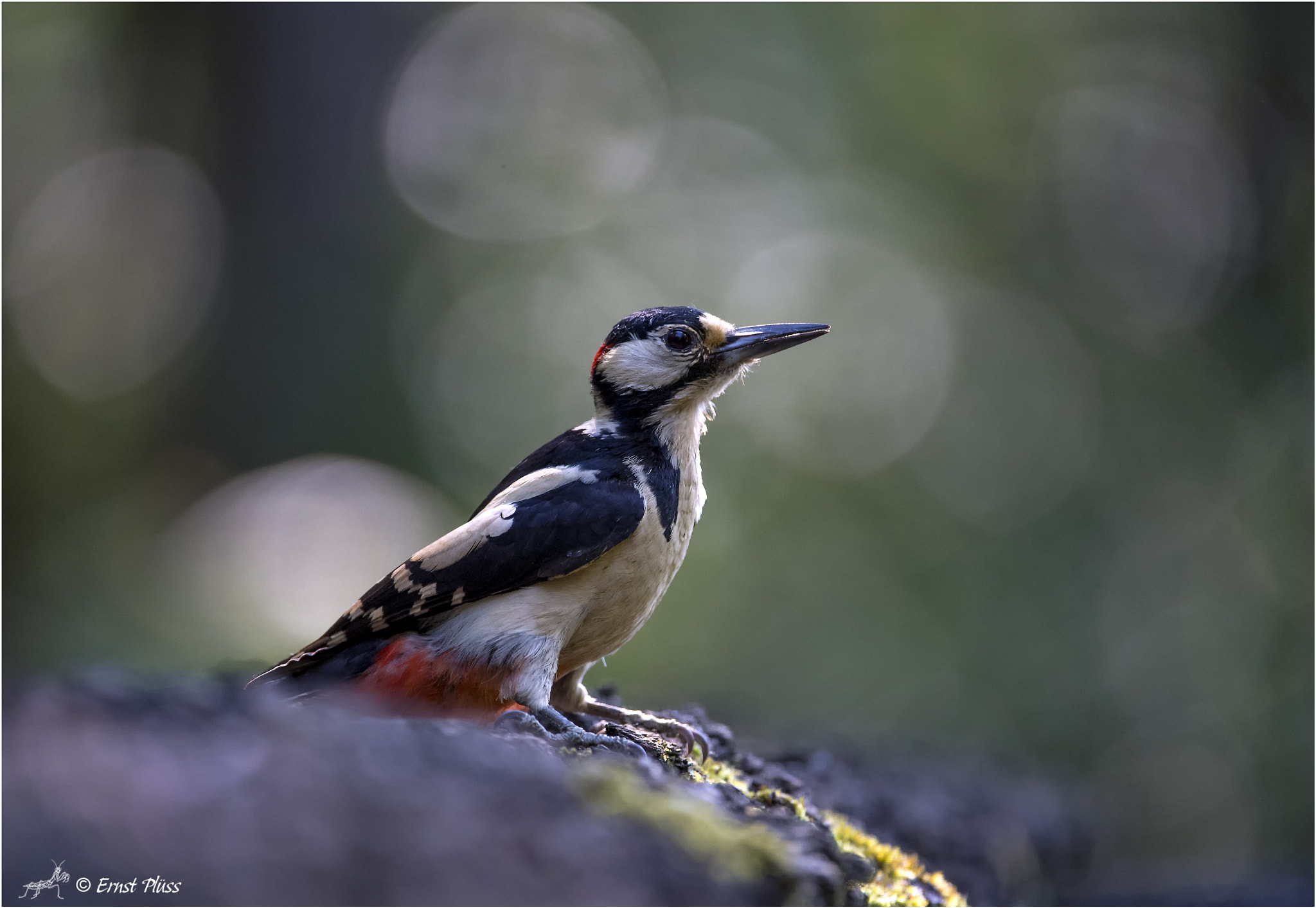Nikon D5 sample photo. Great spotted woodpecker photography
