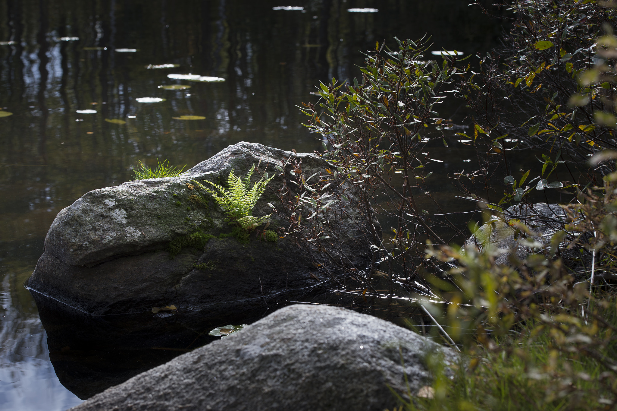 Nikon Df sample photo. Fern photography