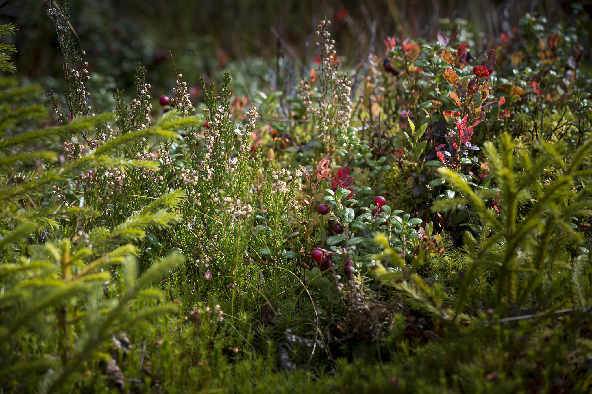 Nikon Df sample photo. Berries photography
