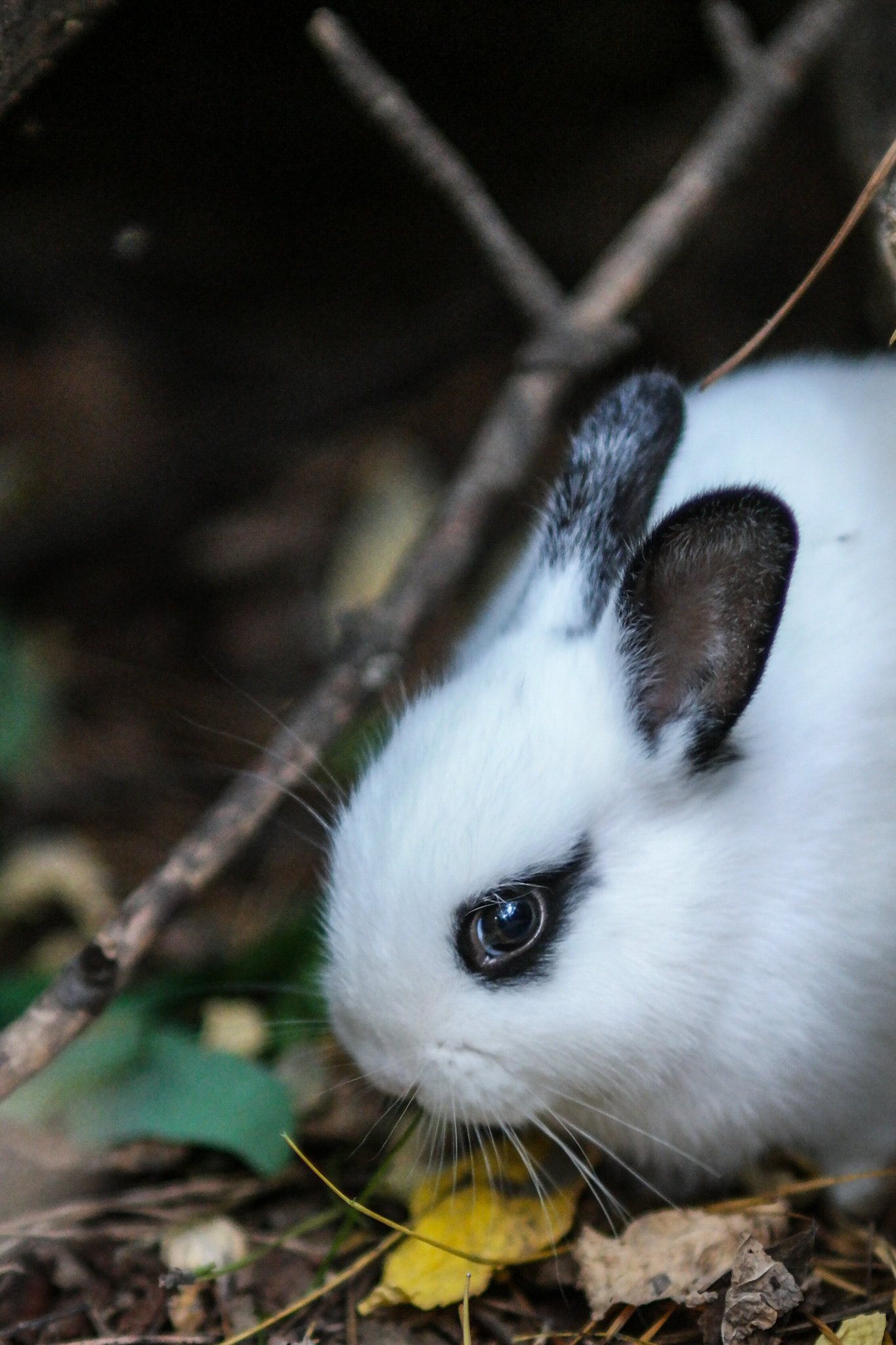 Samsung NX1 + Samsung NX 85mm F1.4 ED SSA sample photo. The mascara rabbit photography