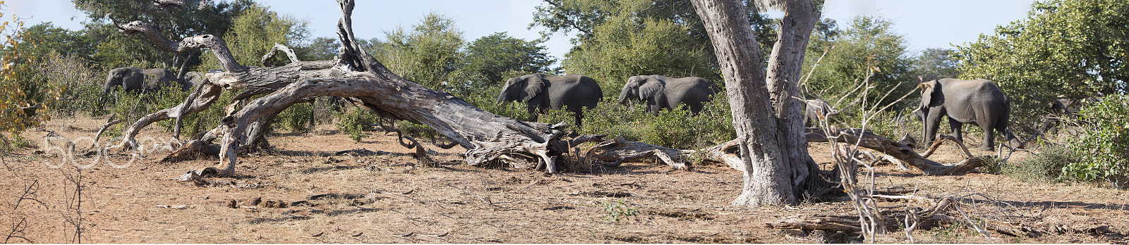 Canon EOS 6D + Canon EF 70-200mm F2.8L IS II USM sample photo. Elephant panorama photography