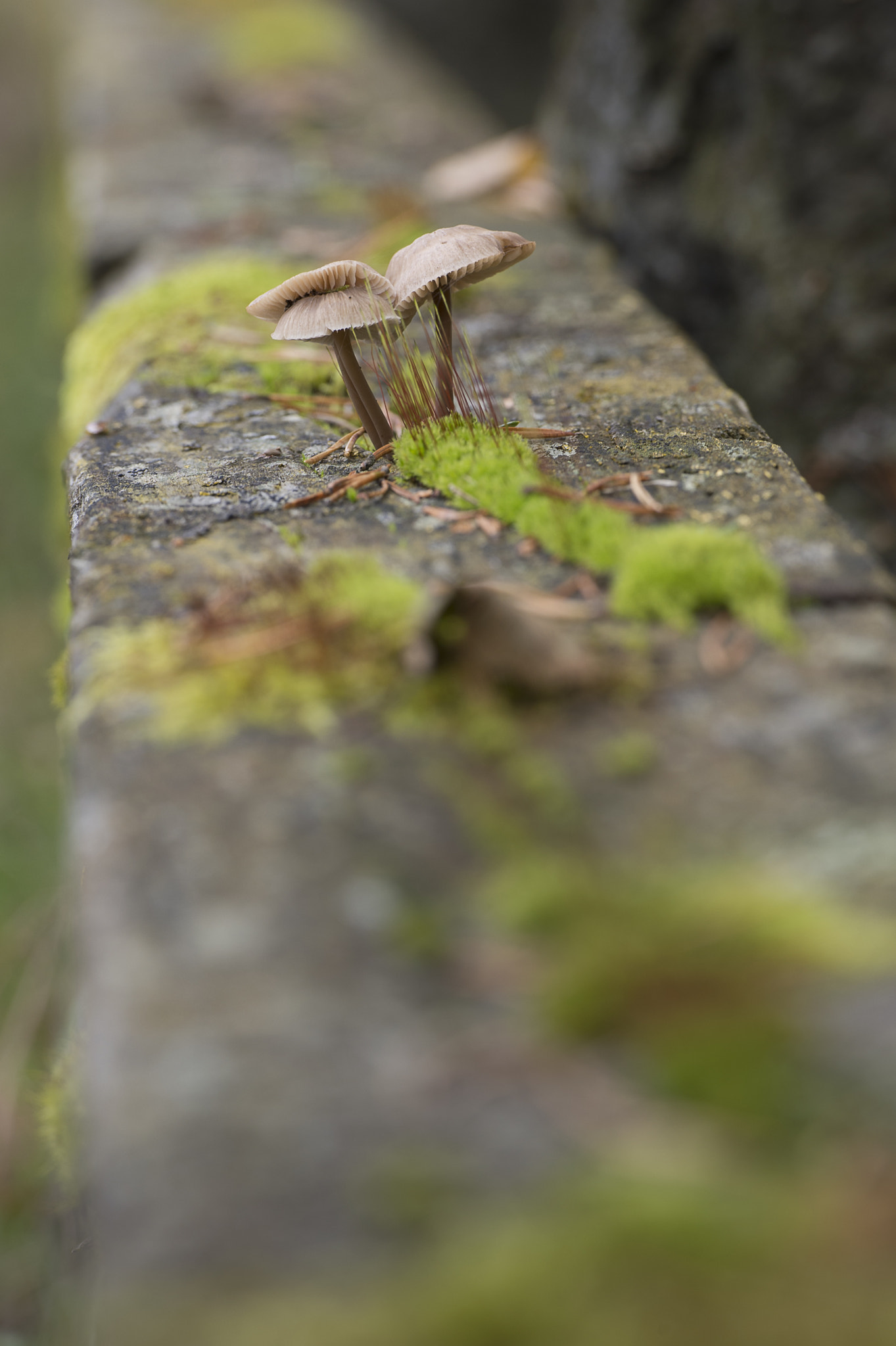 Nikon Df sample photo. Old bridge photography