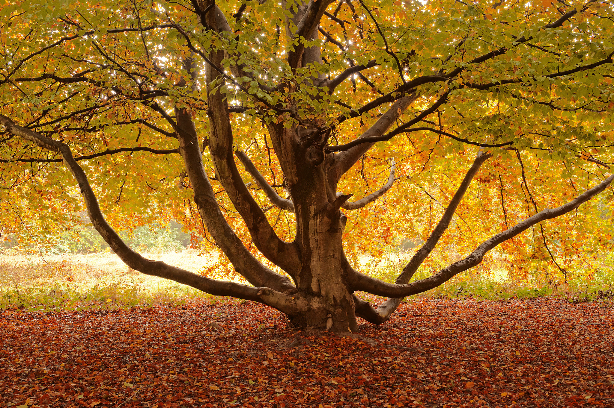 Nikon D700 + AF Zoom-Nikkor 35-70mm f/2.8 sample photo. Drowning beech photography