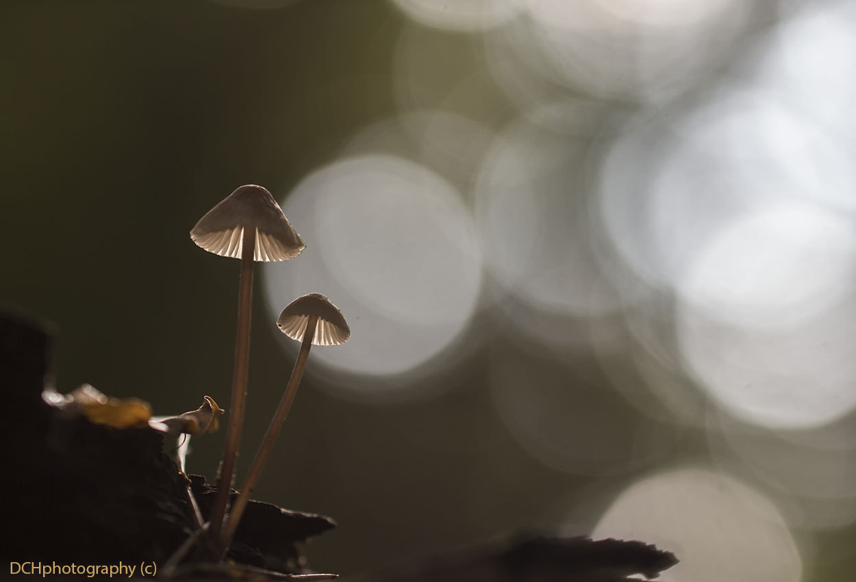 Canon EOS 650D (EOS Rebel T4i / EOS Kiss X6i) sample photo. In the spotlight photography