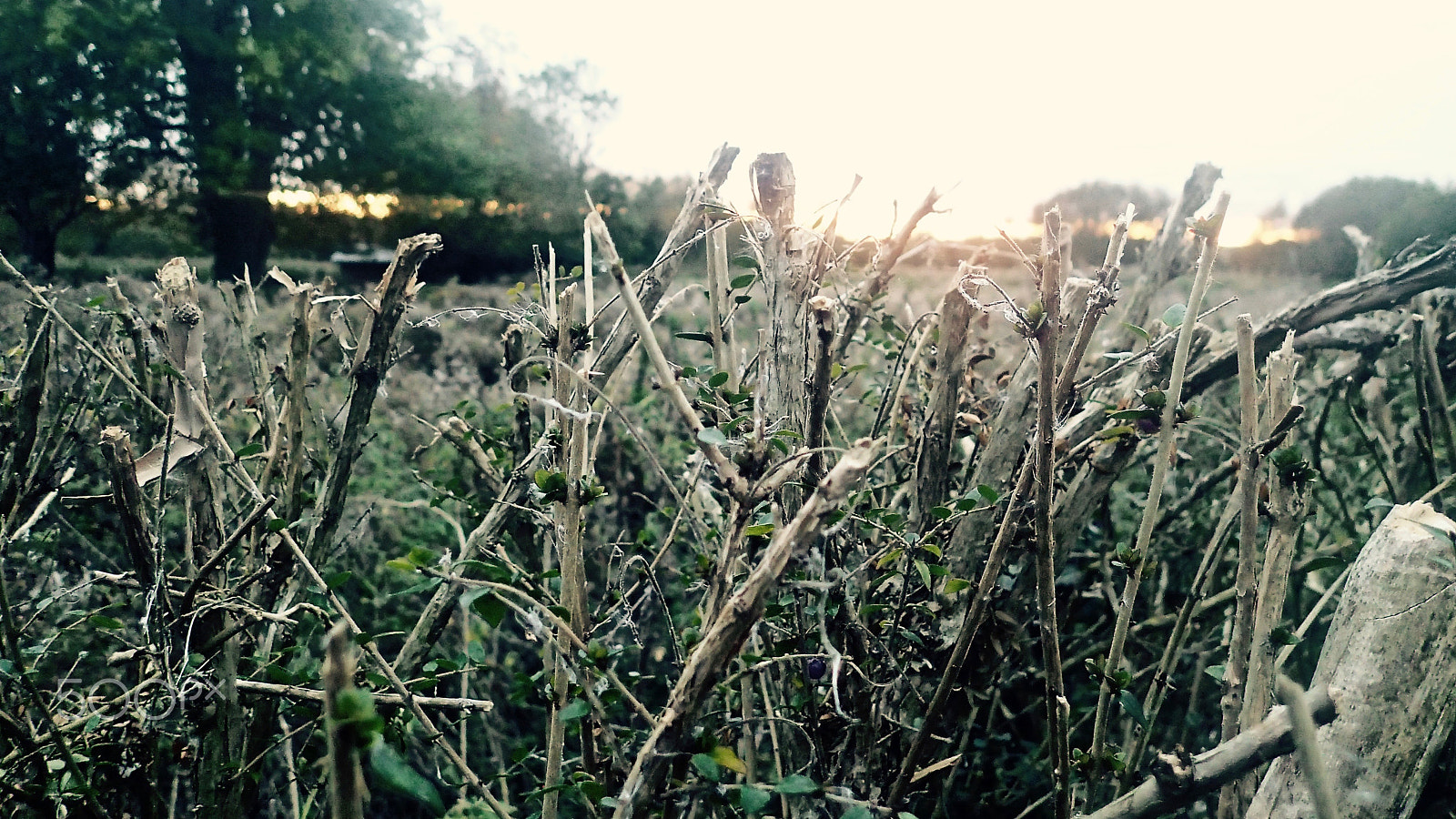 Olympus TG-2 sample photo. Prickly nature photography