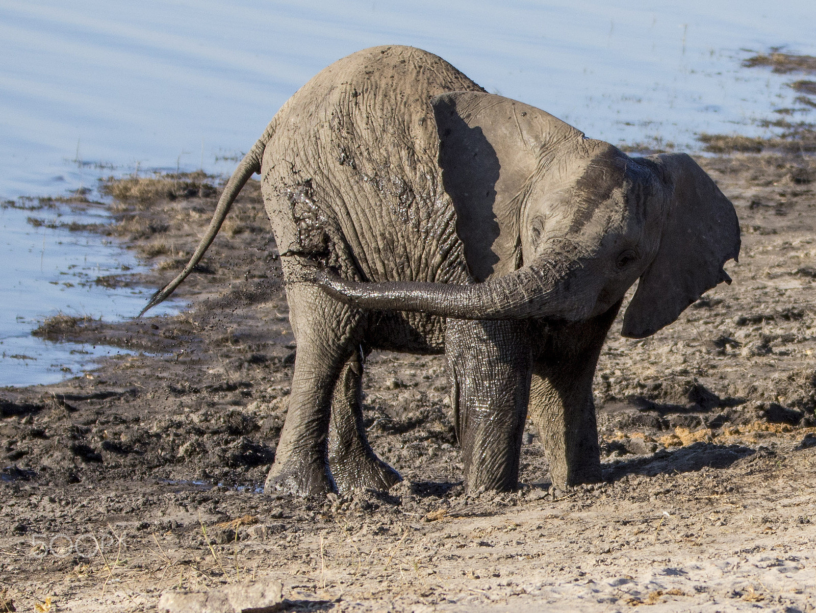 Canon EOS 6D + Canon EF 70-200mm F2.8L IS II USM sample photo. Having fun in the mudpath photography