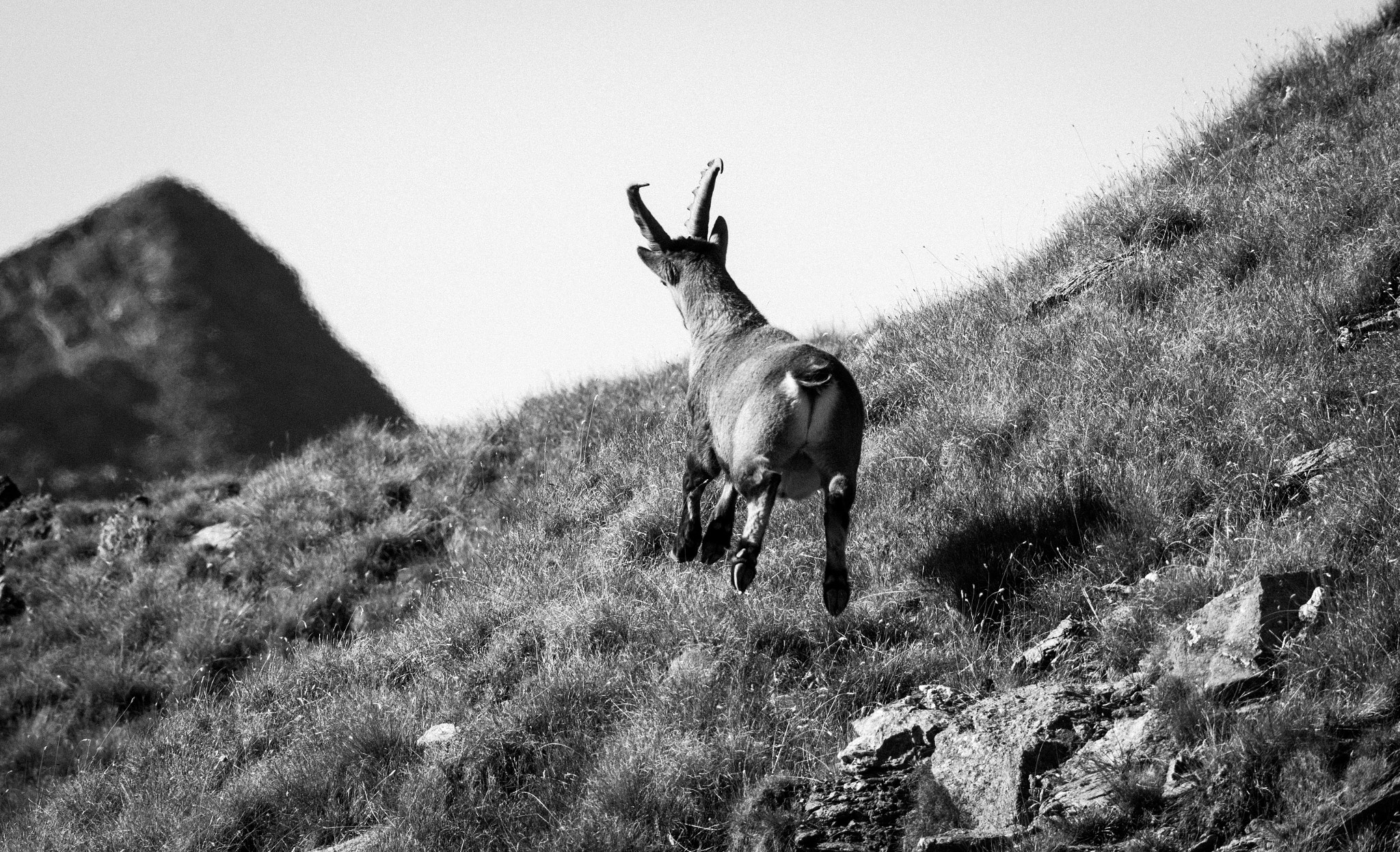 Nikon AF-S Nikkor 200-500mm F5.6E ED VR sample photo. Ibex flying photography