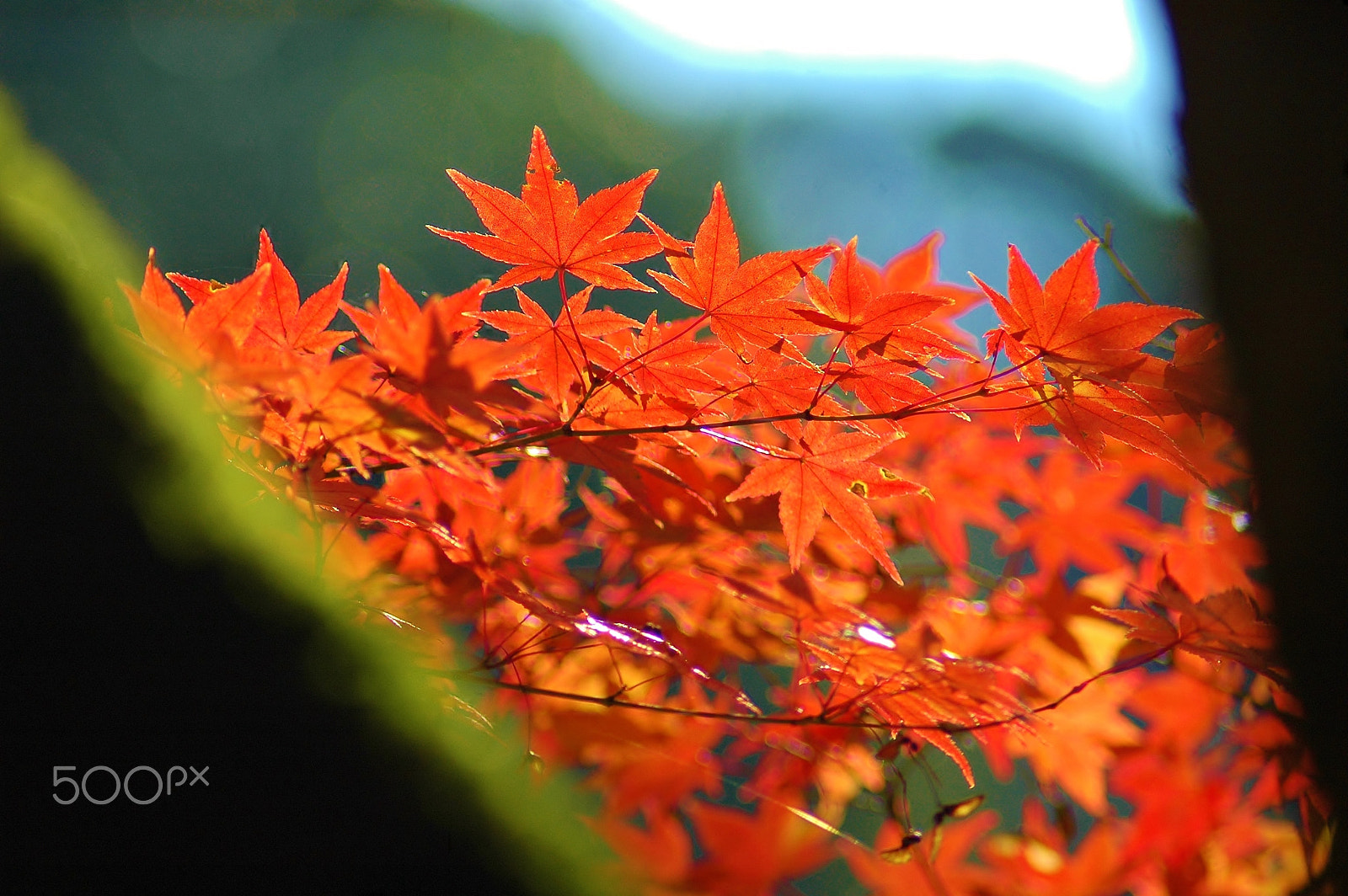 AF Zoom-Nikkor 70-300mm f/4-5.6D ED sample photo. Autumn nature......leaves photography