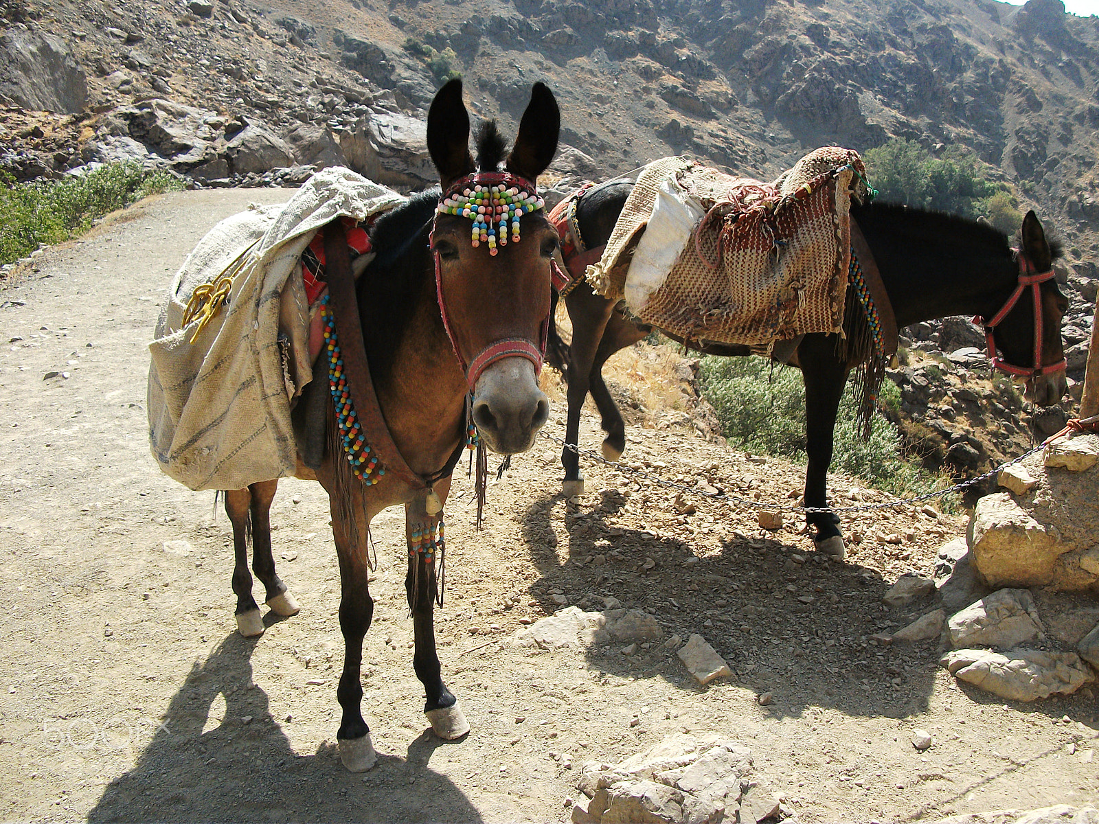 Fujifilm FinePix AV100 sample photo. Mules among mountains photography