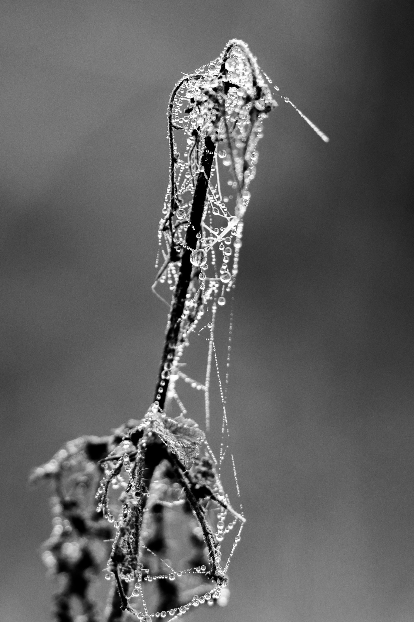 90mm F2.8 Macro G OSS sample photo. Caught in a web. photography