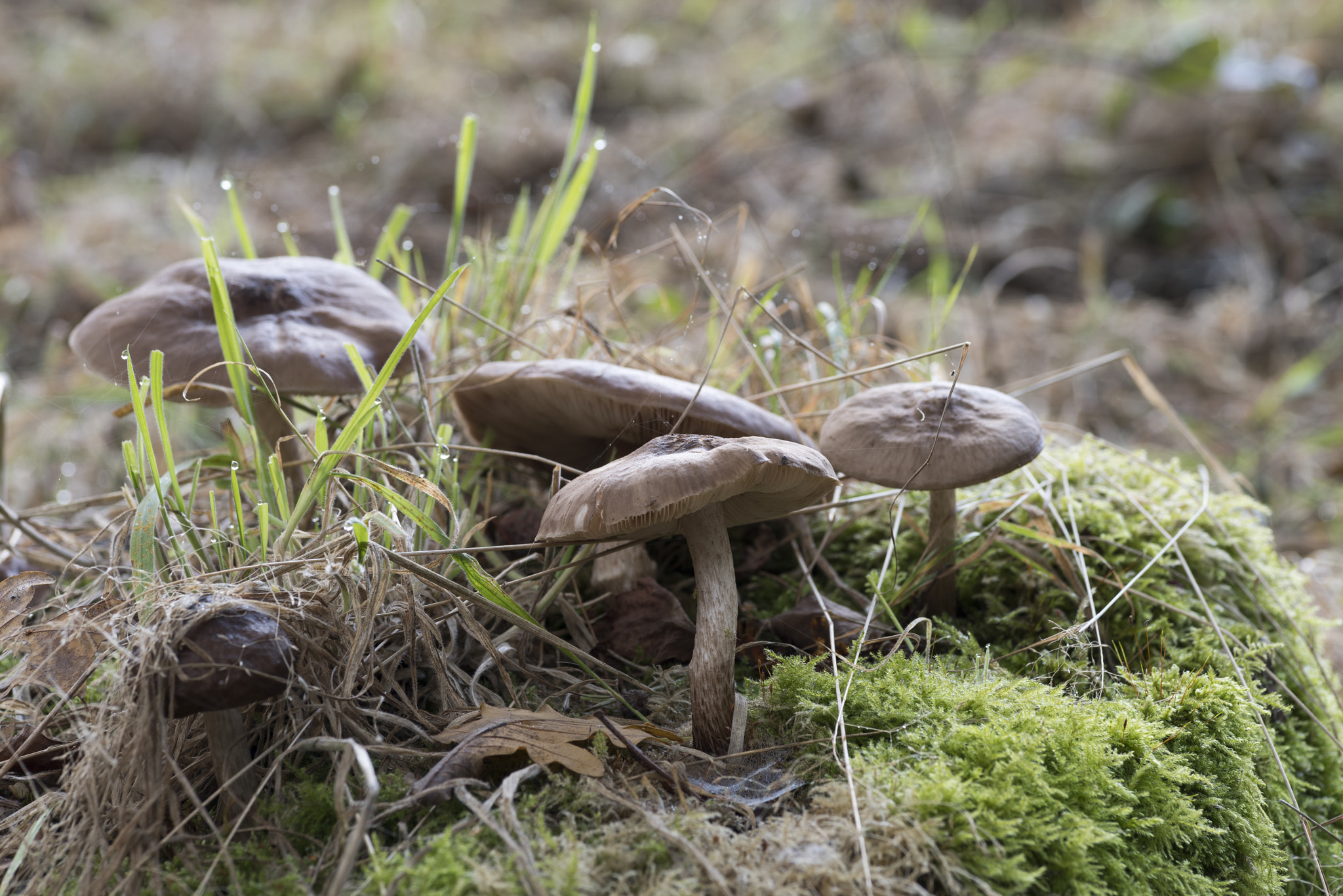 Pentax smc D-FA 100mm F2.8 macro sample photo. Paddos in het ulvenhoutsebos photography
