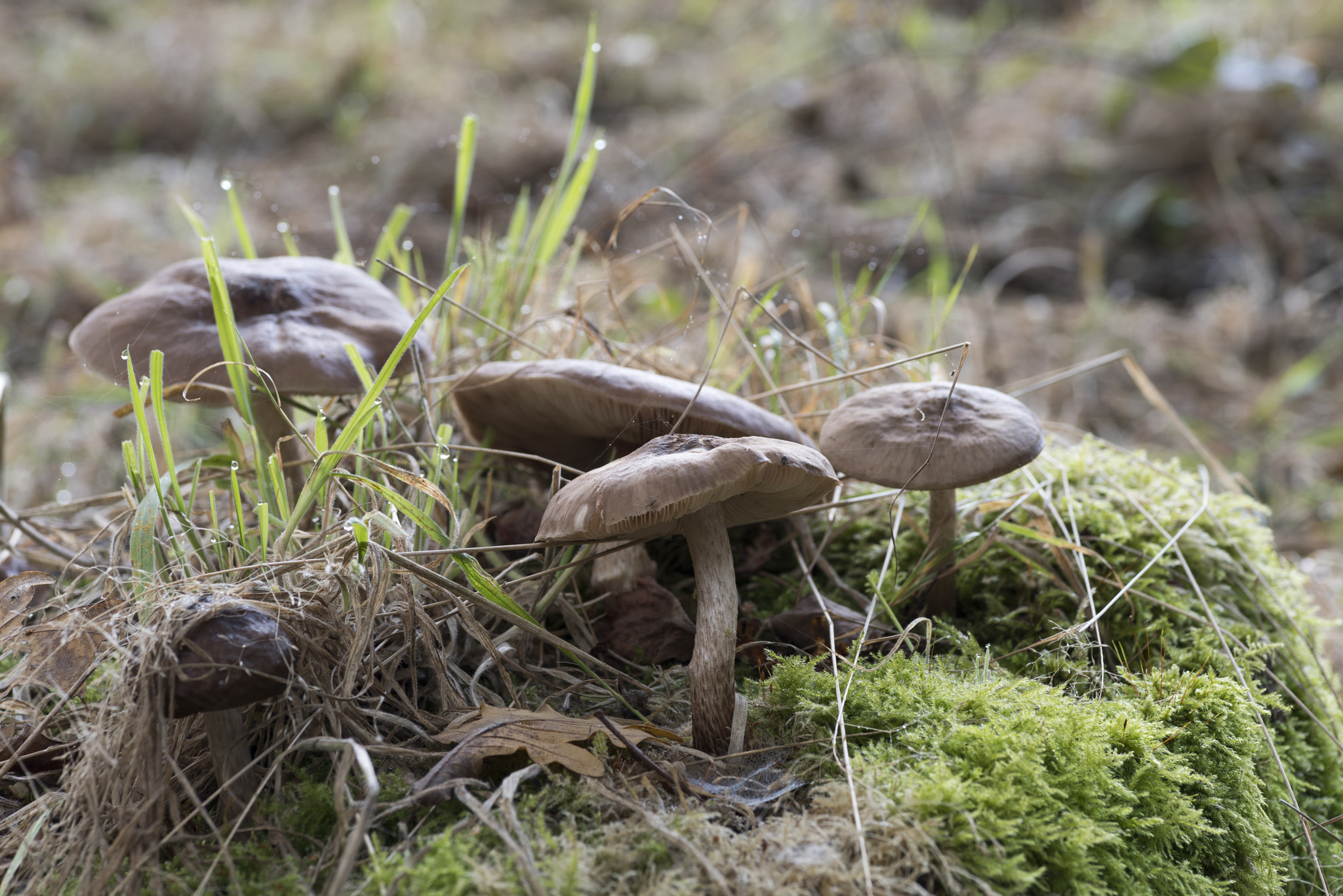 Pentax K-1 + Pentax smc D-FA 100mm F2.8 macro sample photo. Paddos in het ulvenhoutsebos photography