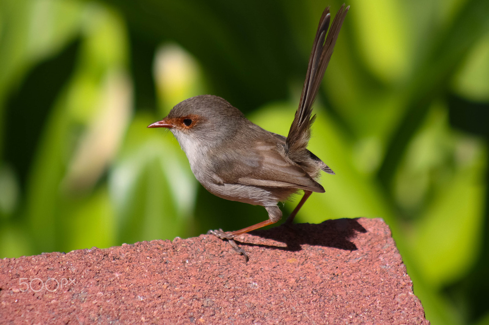 Canon EOS 450D (EOS Rebel XSi / EOS Kiss X2) + EF75-300mm f/4-5.6 sample photo. Fairy wren photography